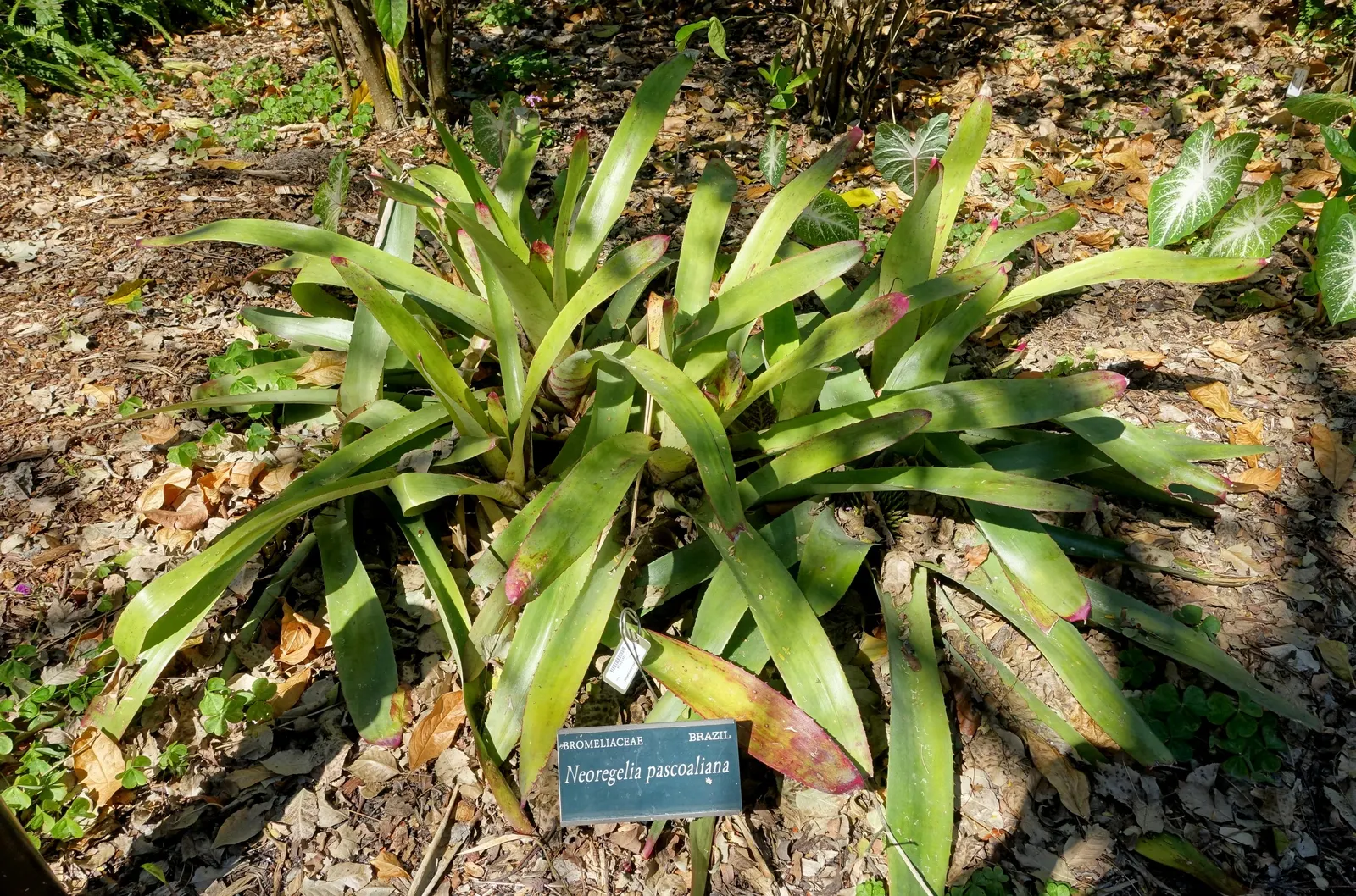 Neoregelias (Neoregelia Cultivars) — Moderate humidity and temperatures between 70-90&deg;F nurture their lush appearance; ideal for accentuating, image 109