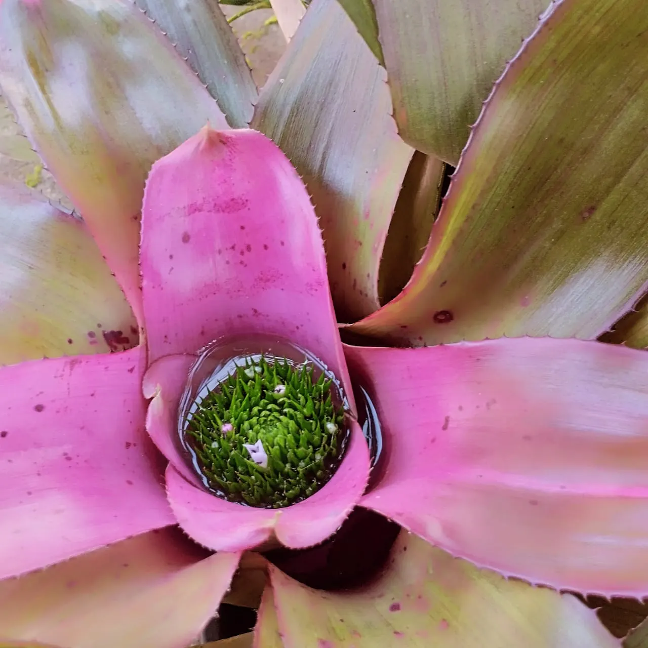 Neoregelias (Neoregelia Cultivars) — Well-draining soil or a bark-based potting mix is essential to prevent root rot; and they benefit from a, image 144