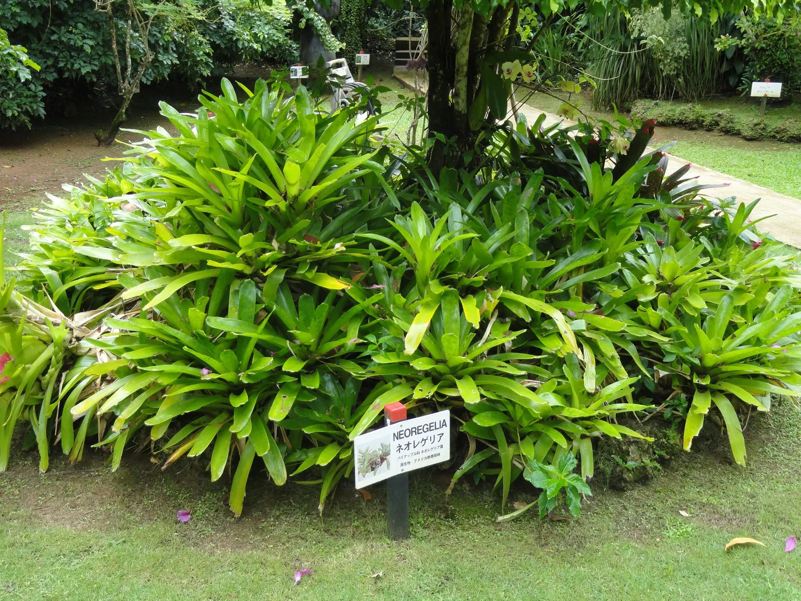 Neoregelias (Neoregelia Cultivars) — and they benefit from a balanced