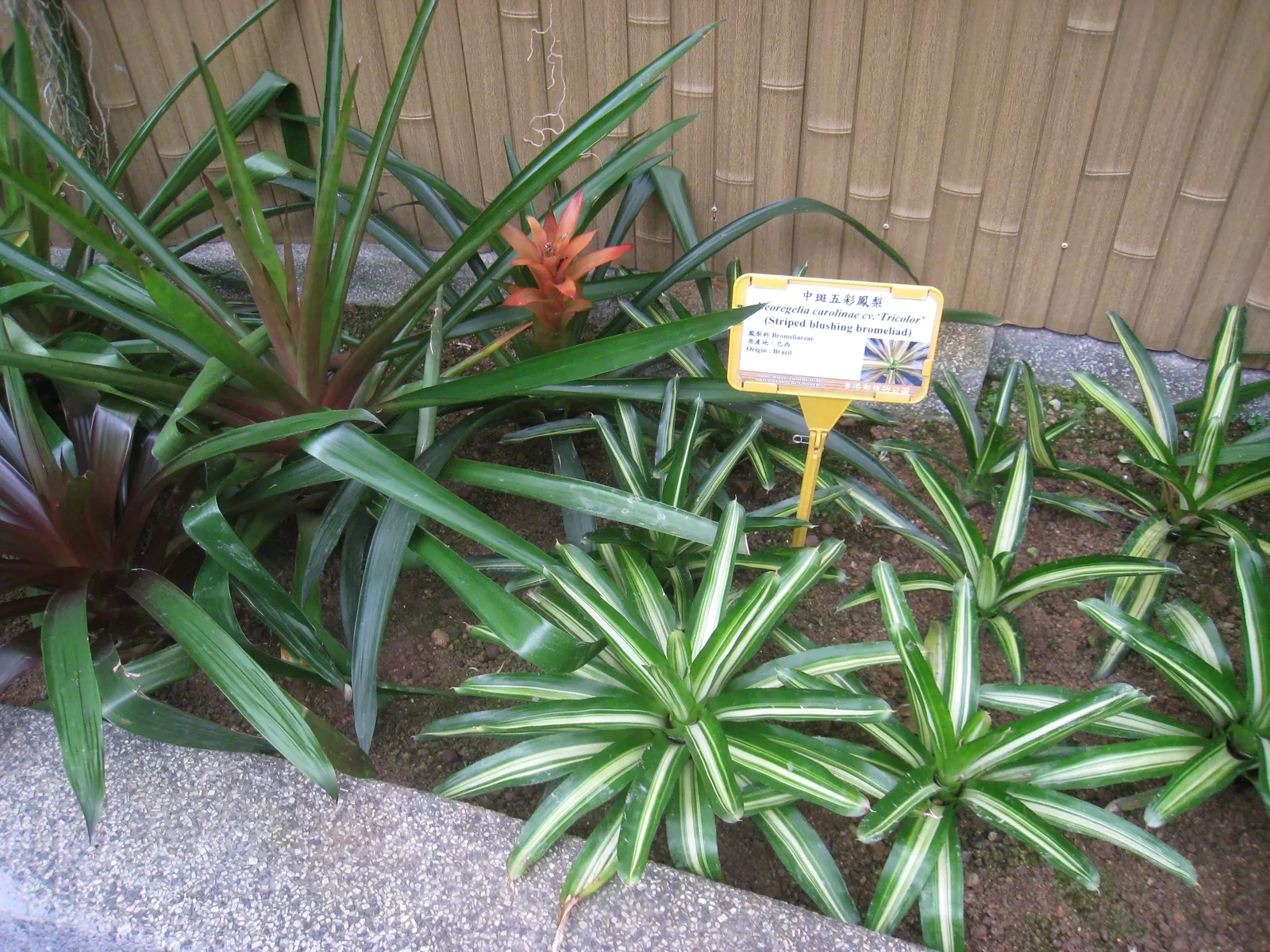 Neoregelias (Neoregelia Cultivars) — When situating these plants in the landscape; a fascinating group within the Bromeliad family, image 150