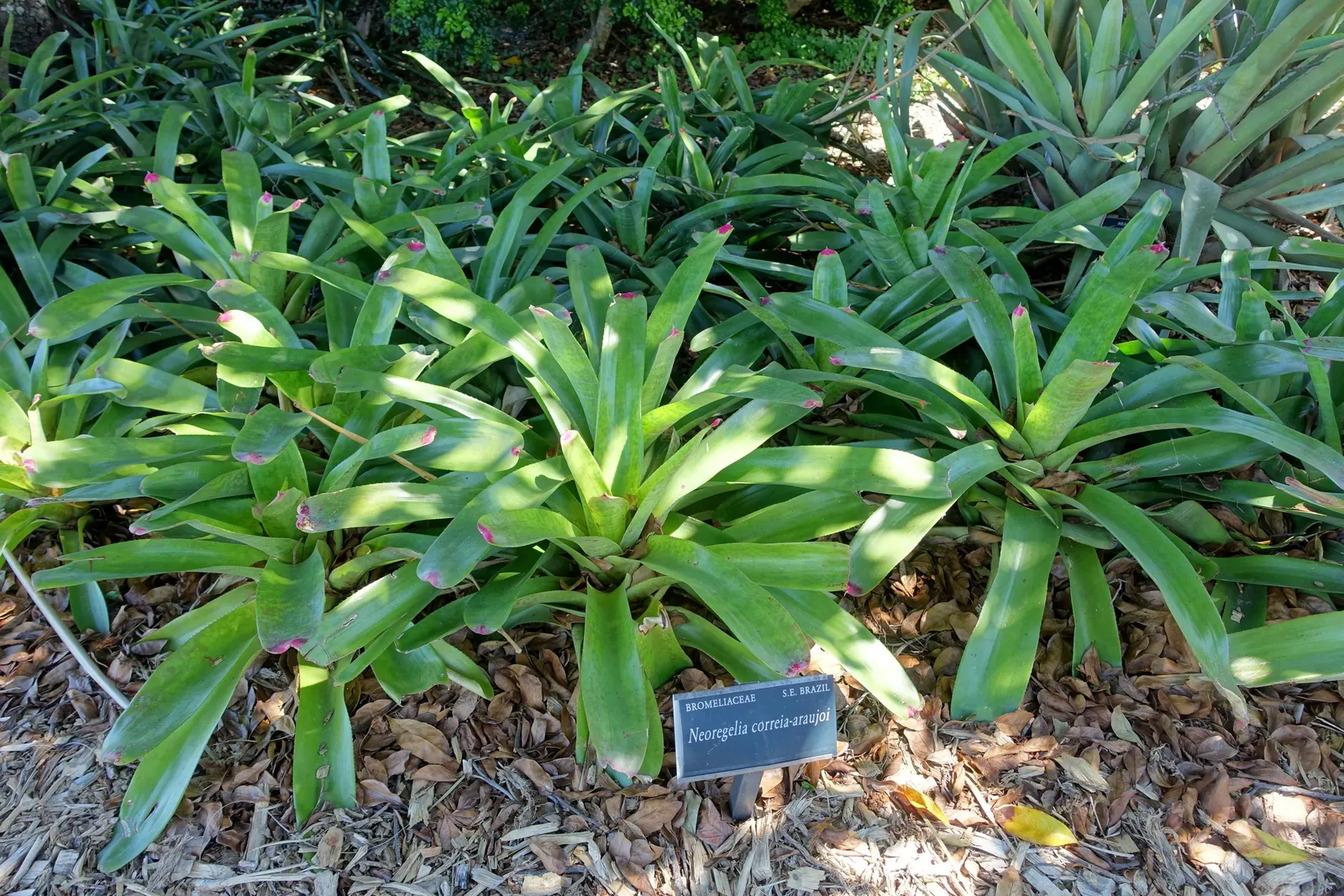 Neoregelias (Neoregelia Cultivars) — succulent with pink and red blooms; filled within their central tank rather than the soil, image 129