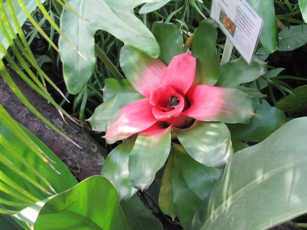Neoregelias (Neoregelia Cultivars) — serve as strikingly attractive elements in any landscape design; vibrant Bromeliads prized for their striking, image 164
