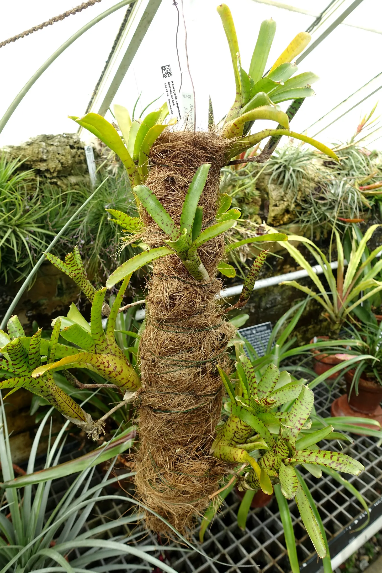 Neoregelias (Neoregelia Cultivars) — The center of the rosette; with leaves that may showcase hues from deep green to brilliant reds and marbled, image 90