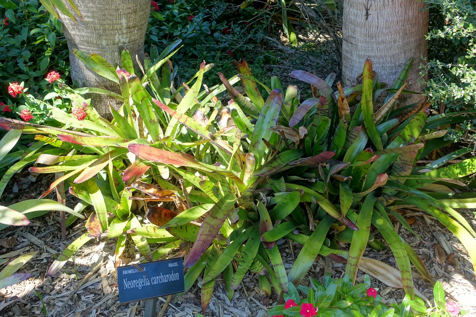 Neoregelias (Neoregelia Cultivars) — with leaves that may showcase hues from deep green to brilliant reds and marbled patterns; slow-release, image 159
