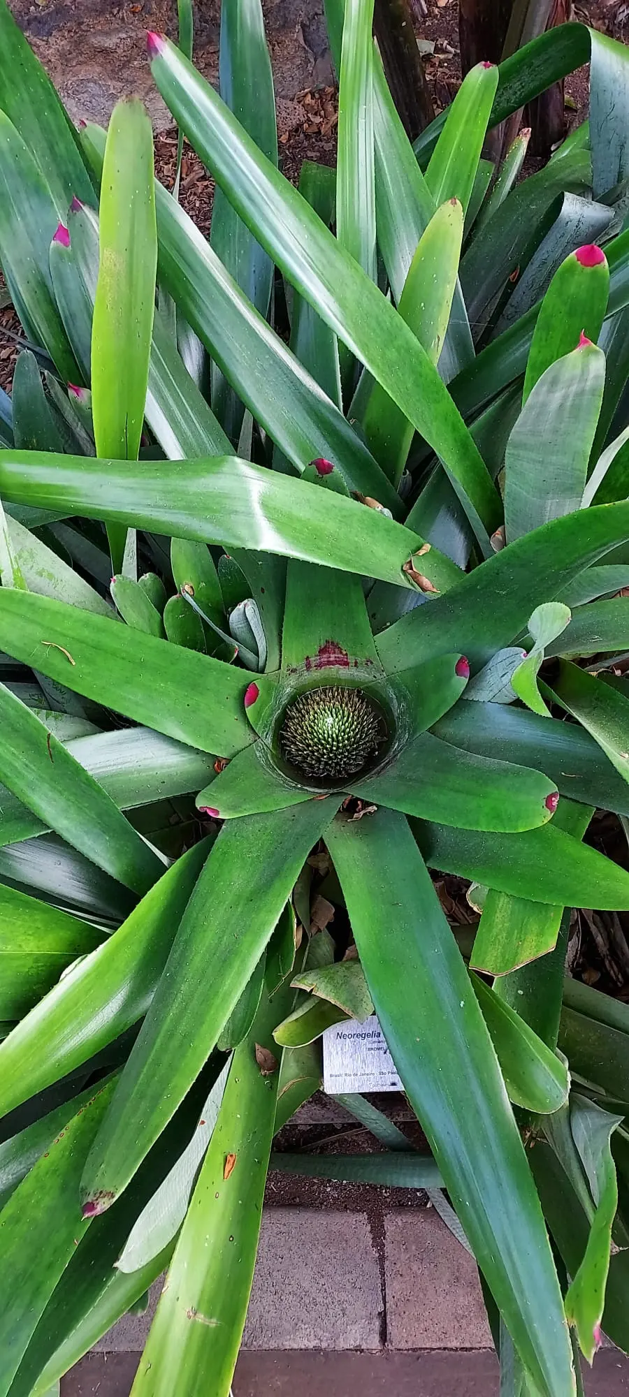Neoregelias (Neoregelia Cultivars) — Ideal for accentuating tropical and subtropical garden designs; direct sun may scorch their leaves, while too, image 136