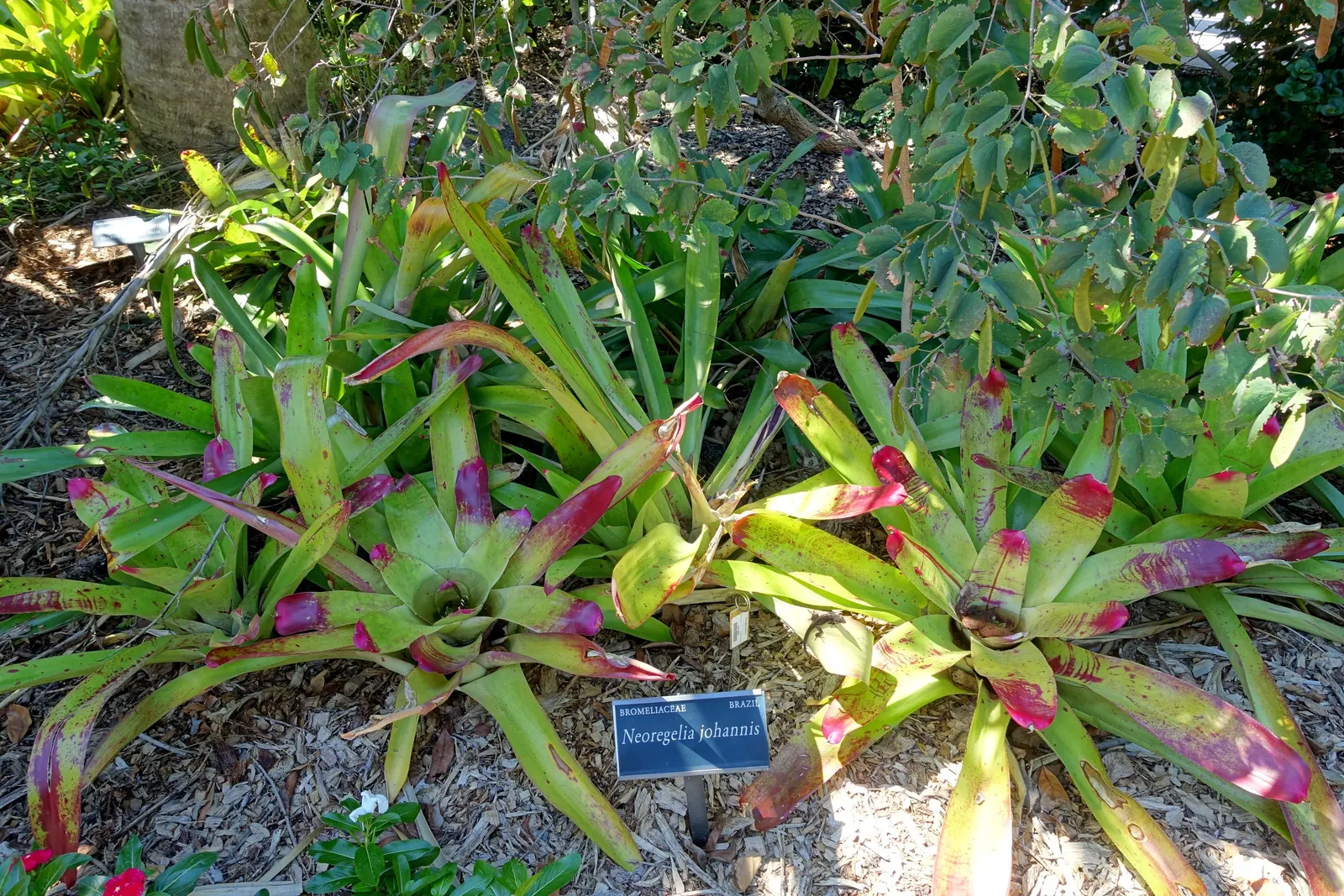 Neoregelias (Neoregelia Cultivars) — Neoregelias add a dash of vibrant beauty and textured appeal to the discerning gardener's collection; they, image 153