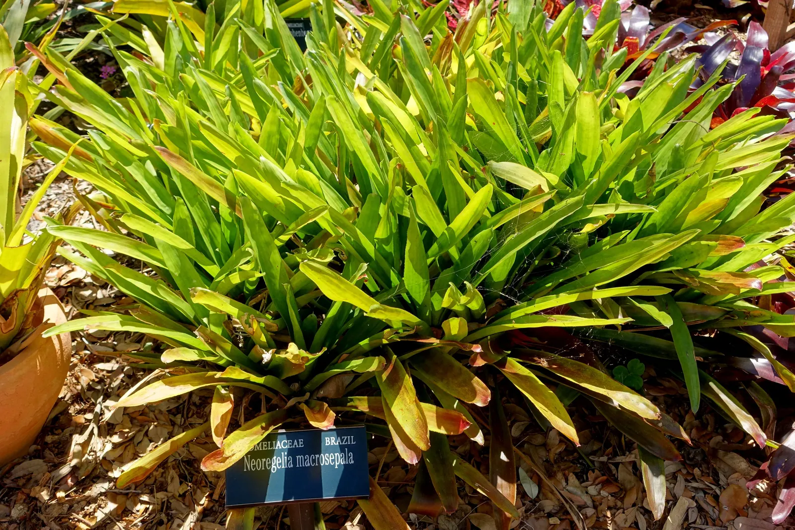 Neoregelias (Neoregelia Cultivars) — Neoregelias add a dash of vibrant beauty and textured appeal to the discerning gardener's collection; they, image 101