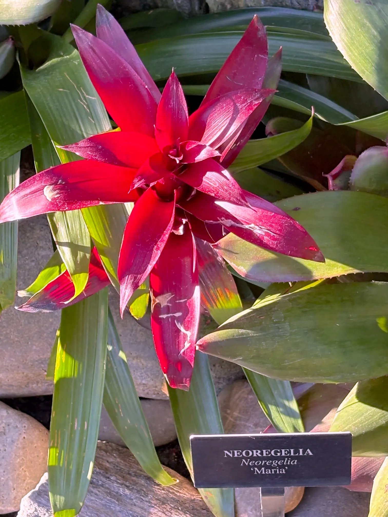 Neoregelias (Neoregelia Cultivars) — slow-release fertilizer applied in spring and summer.<br><br>Indoors; neoregelias can be grown as eye-catching, image 122