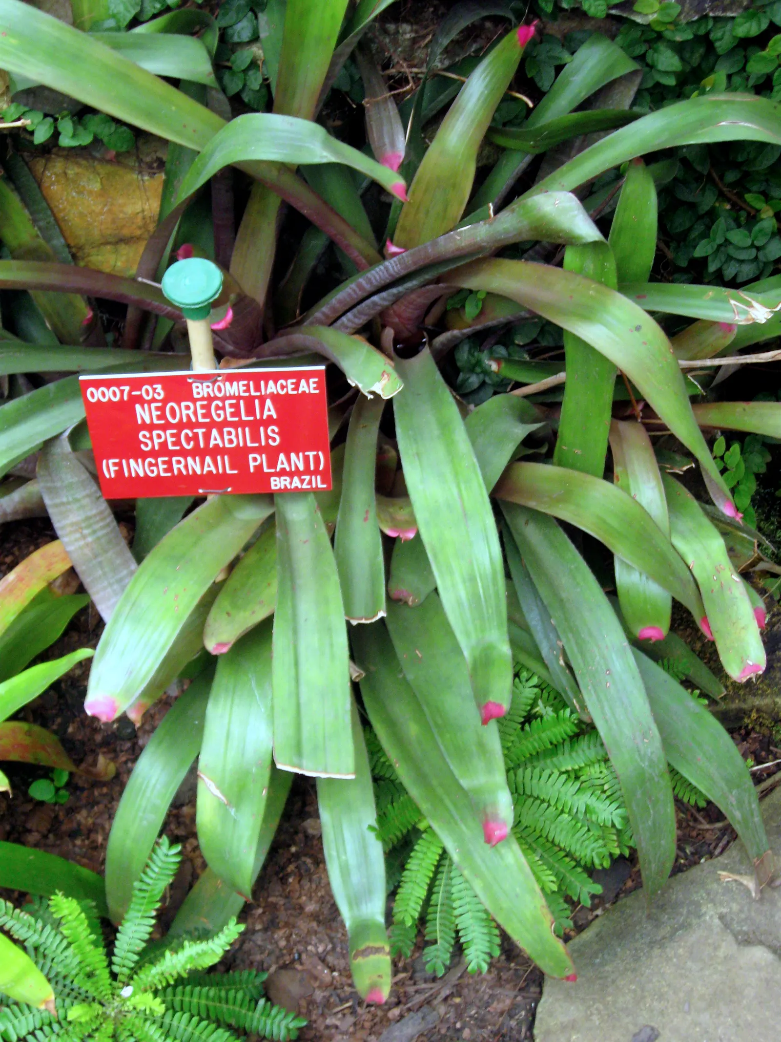 Neoregelias (Neoregelia Cultivars) — a fascinating group within the Bromeliad family; when situating these plants in the landscape, image 59