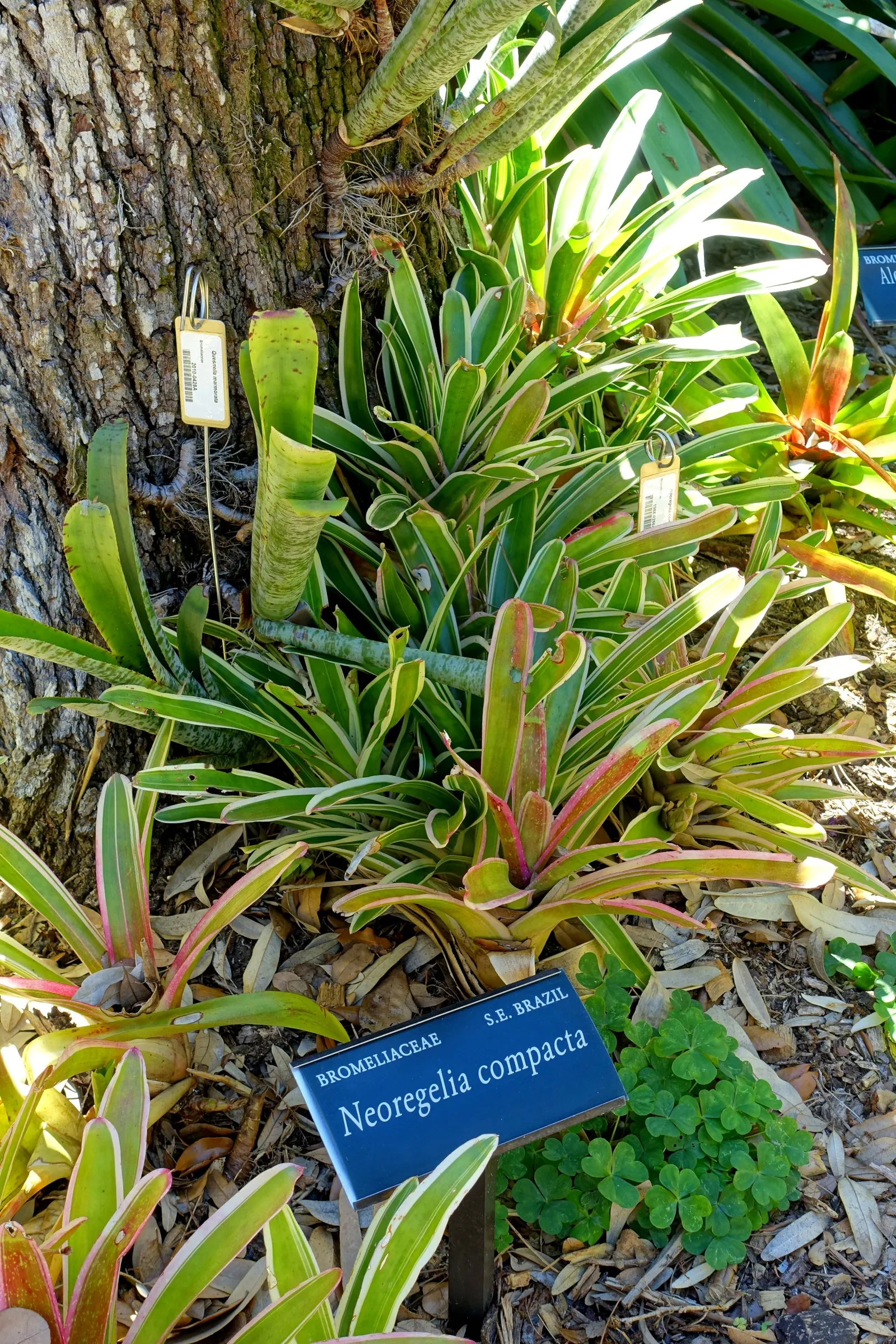 Neoregelias (Neoregelia Cultivars) — The center of the rosette; with leaves that may showcase hues from deep green to brilliant reds and marbled, image 142