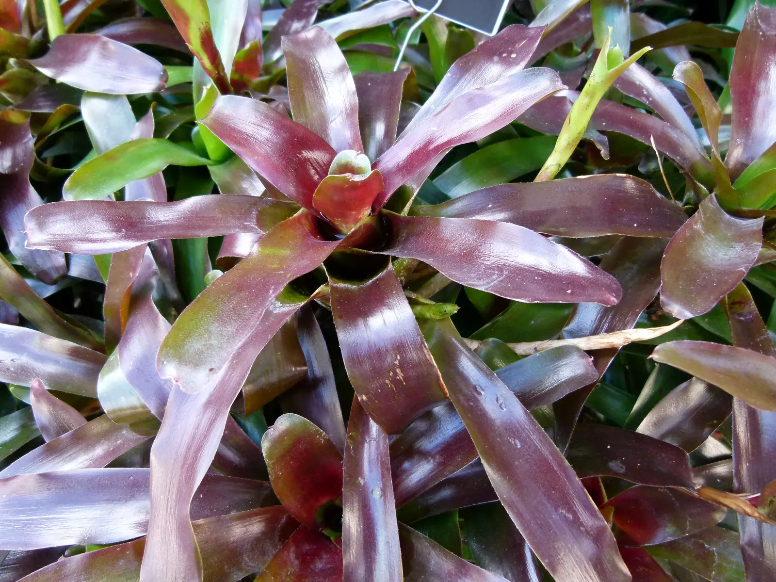 Neoregelias (Neoregelia Cultivars) — slow-release fertilizer applied in spring and summer.<br><br>Indoors