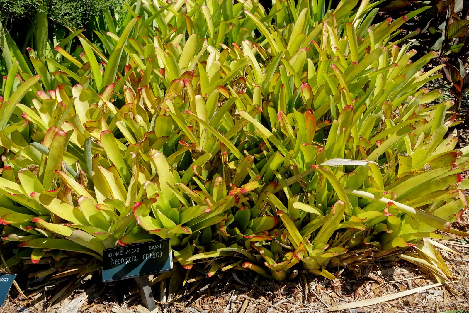 Neoregelias (Neoregelia Cultivars) — filled within their central tank rather than the soil; moderate humidity and temperatures between 70-90&deg;F, image 120