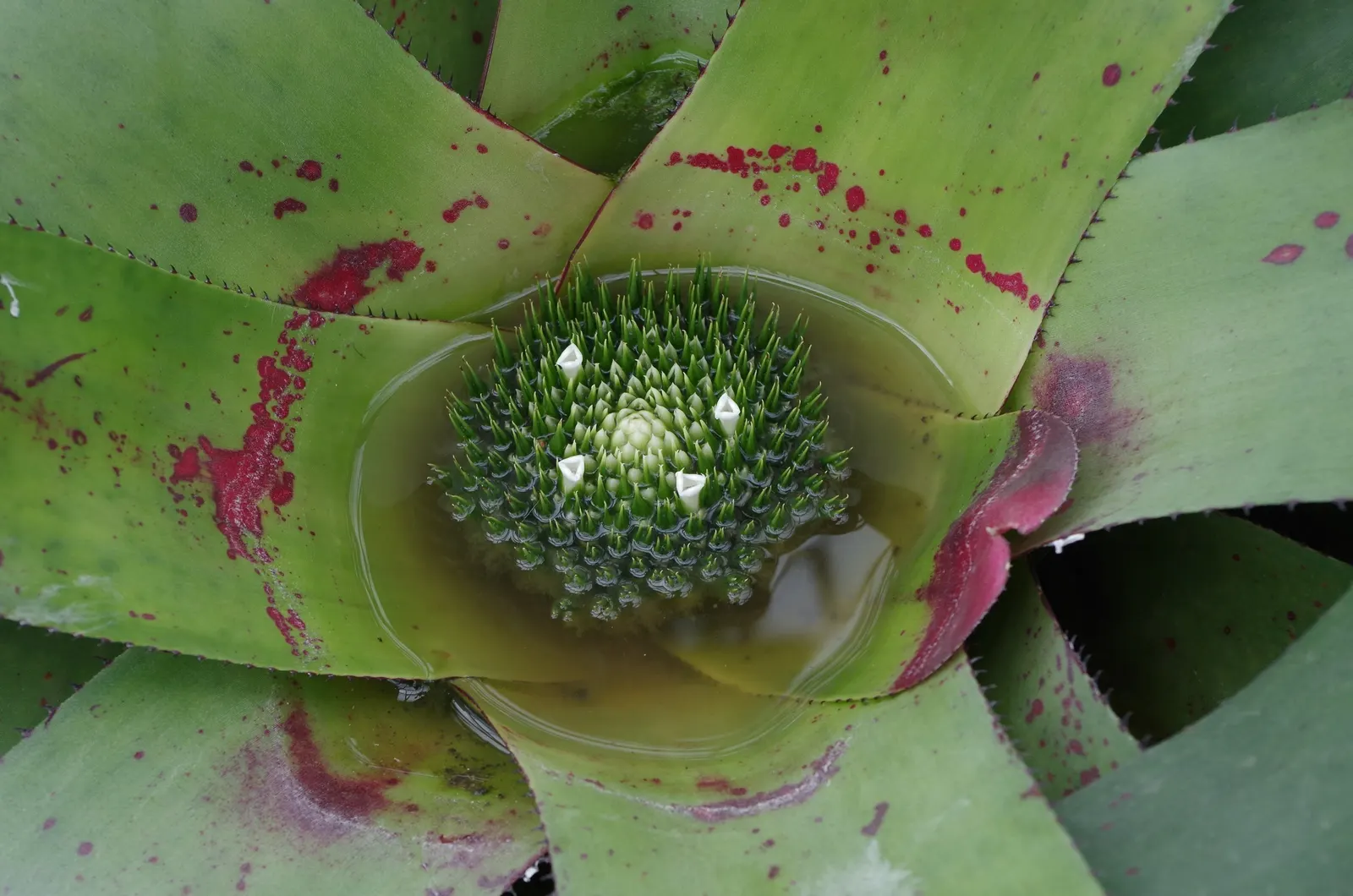 Neoregelias (Neoregelia Cultivars) — Moderate humidity and temperatures between 70-90&deg;F nurture their lush appearance; ideal for accentuating, image 83