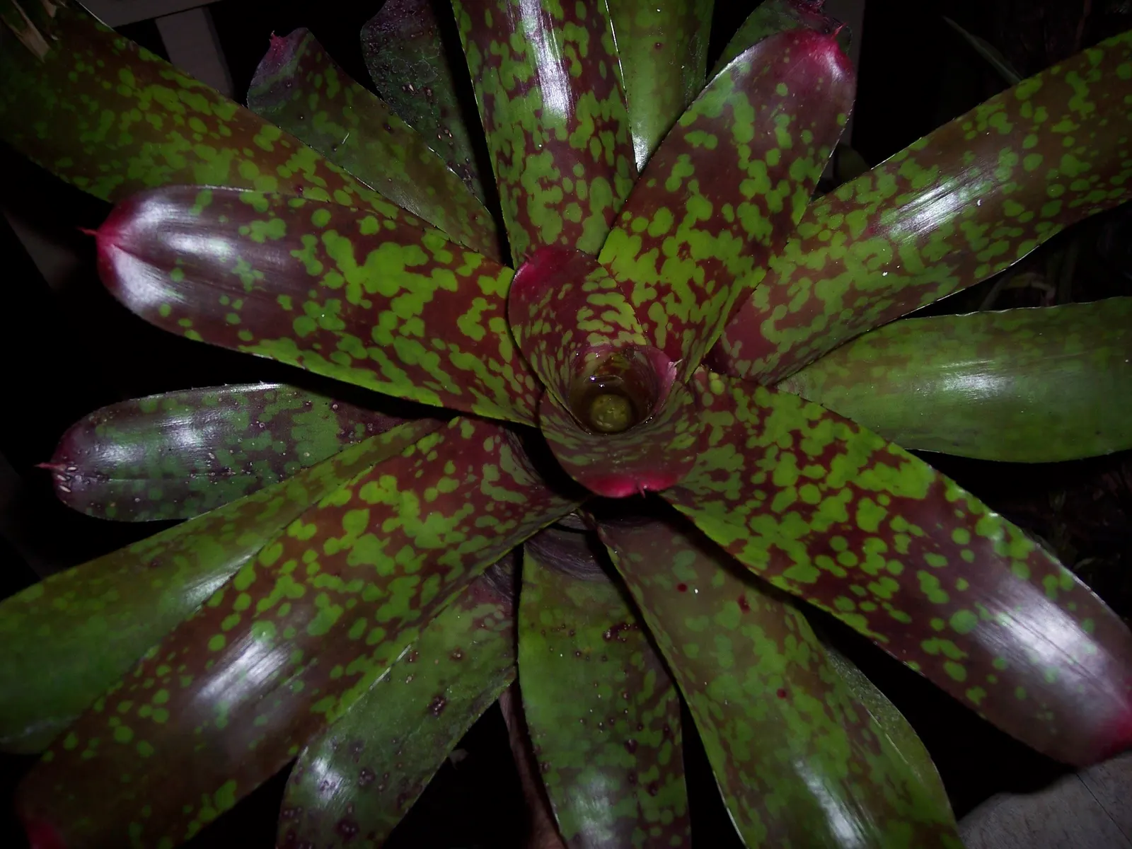 Neoregelias (Neoregelia Cultivars) — and they benefit from a balanced; the center of the rosette, image 69