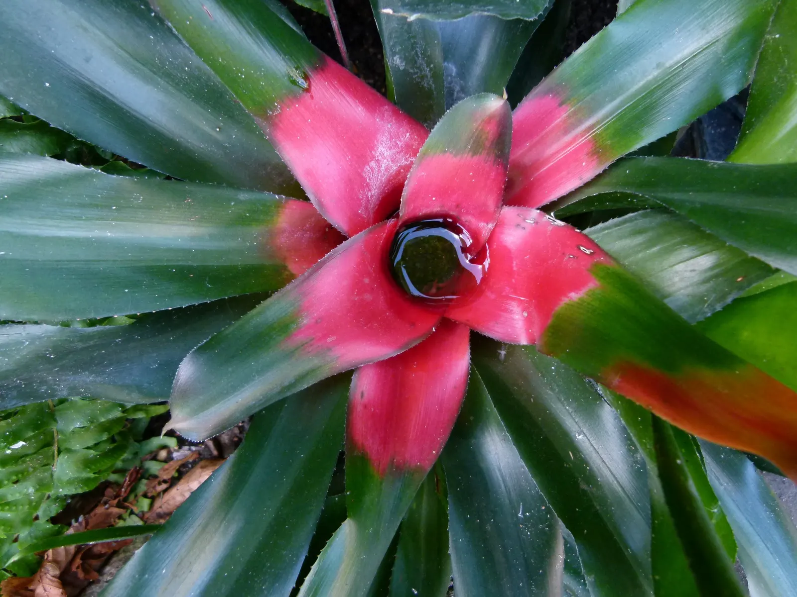 Neoregelias (Neoregelia Cultivars) — Neoregelias can be grown as eye-catching accents in brightly lit rooms; succulent for deep shade or shade