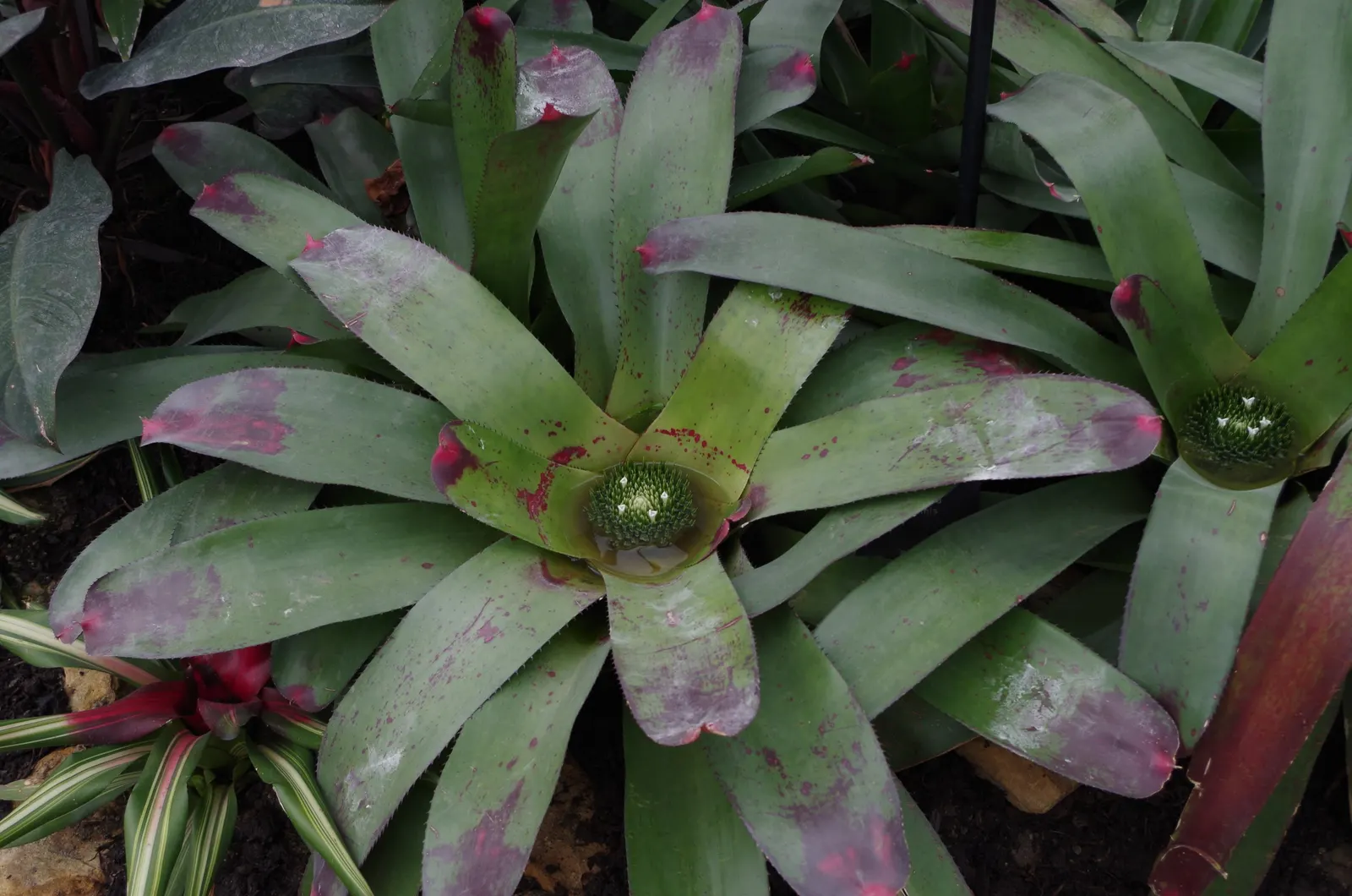 Neoregelias (Neoregelia Cultivars) — They present rosettes up to 18 inches wide; they possess a rosette of stiff, broad leaves that often feature beautiful