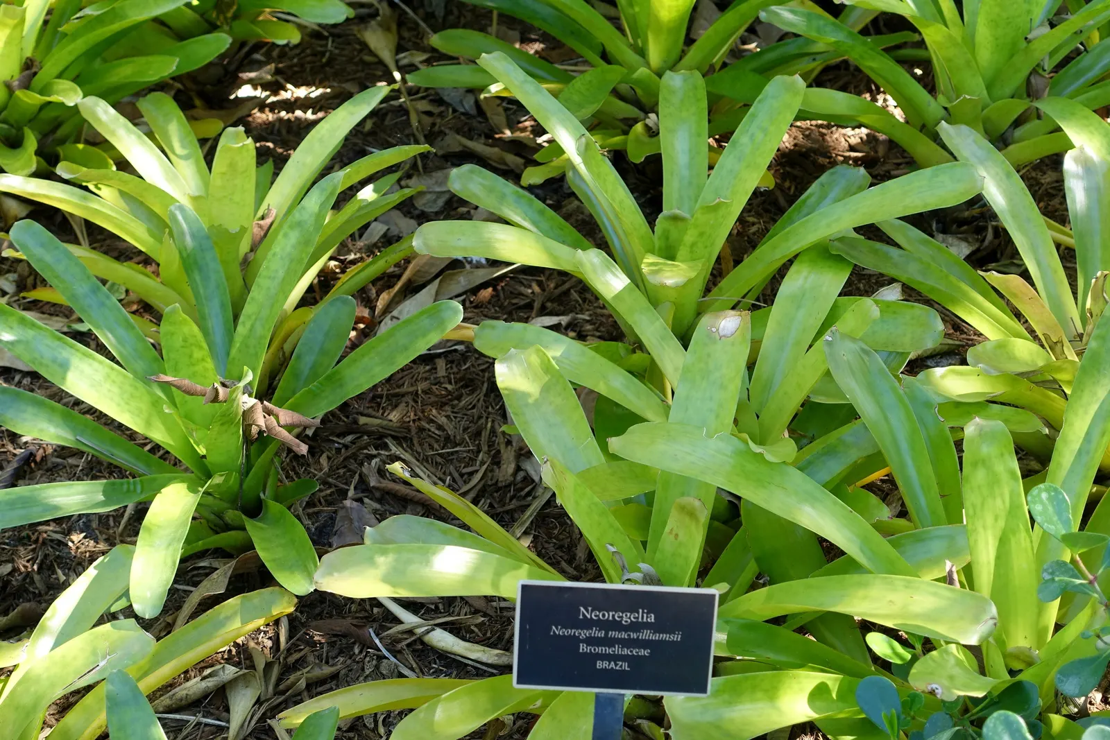 Neoregelias (Neoregelia Cultivars) — Neoregelias require minimal water; pink and red flowers in the garden