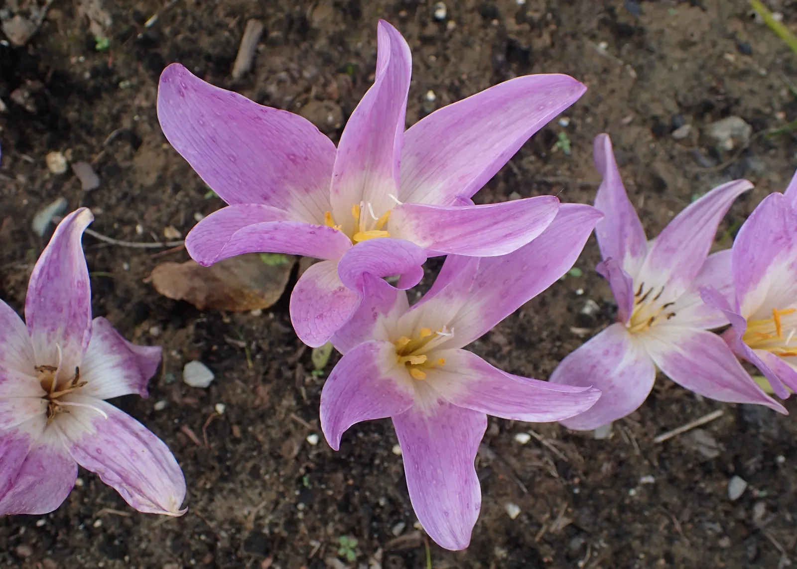 Meadow Saffron (Colchicum Speciosum) — the Meadow Saffron appreciates well-drained; purple flowers in the garden, image 133