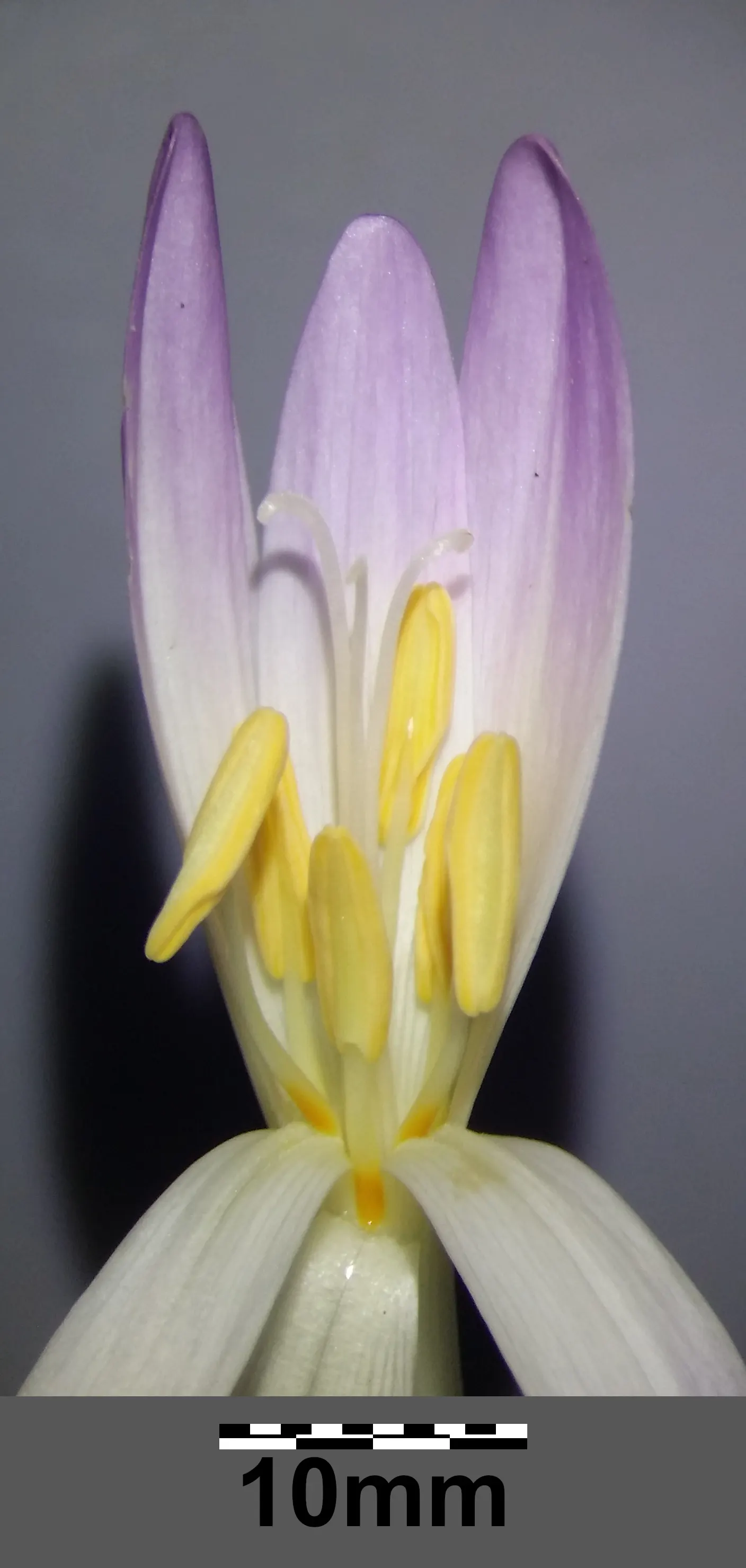 Meadow Saffron (Colchicum Speciosum) — ideal for naturalizing in grassy areas or planting in borders and rock gardens; this makes it perfect for, image 127