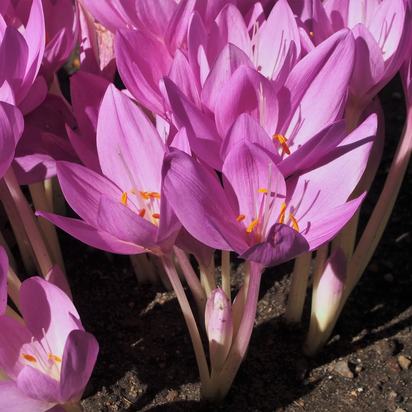 Meadow Saffron (Colchicum Speciosum) — while its foliage appears in spring; ideal for naturalizing in grassy areas or planting in borders and rock, image 100