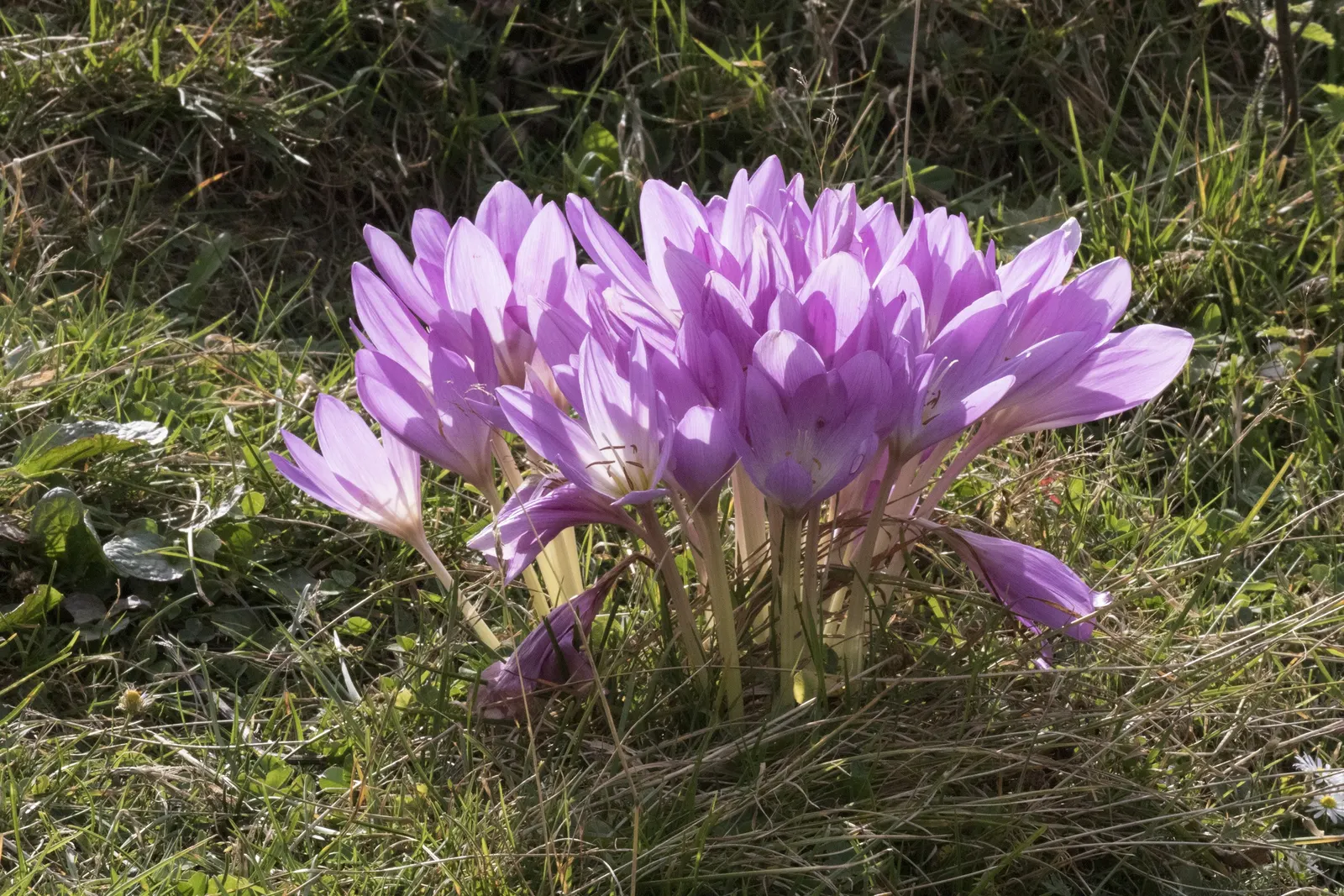 Meadow Saffron (Colchicum Speciosum) — However, avoid waterlogged conditions, as this can lead to bulb rot; so it should be sited away from, image 115