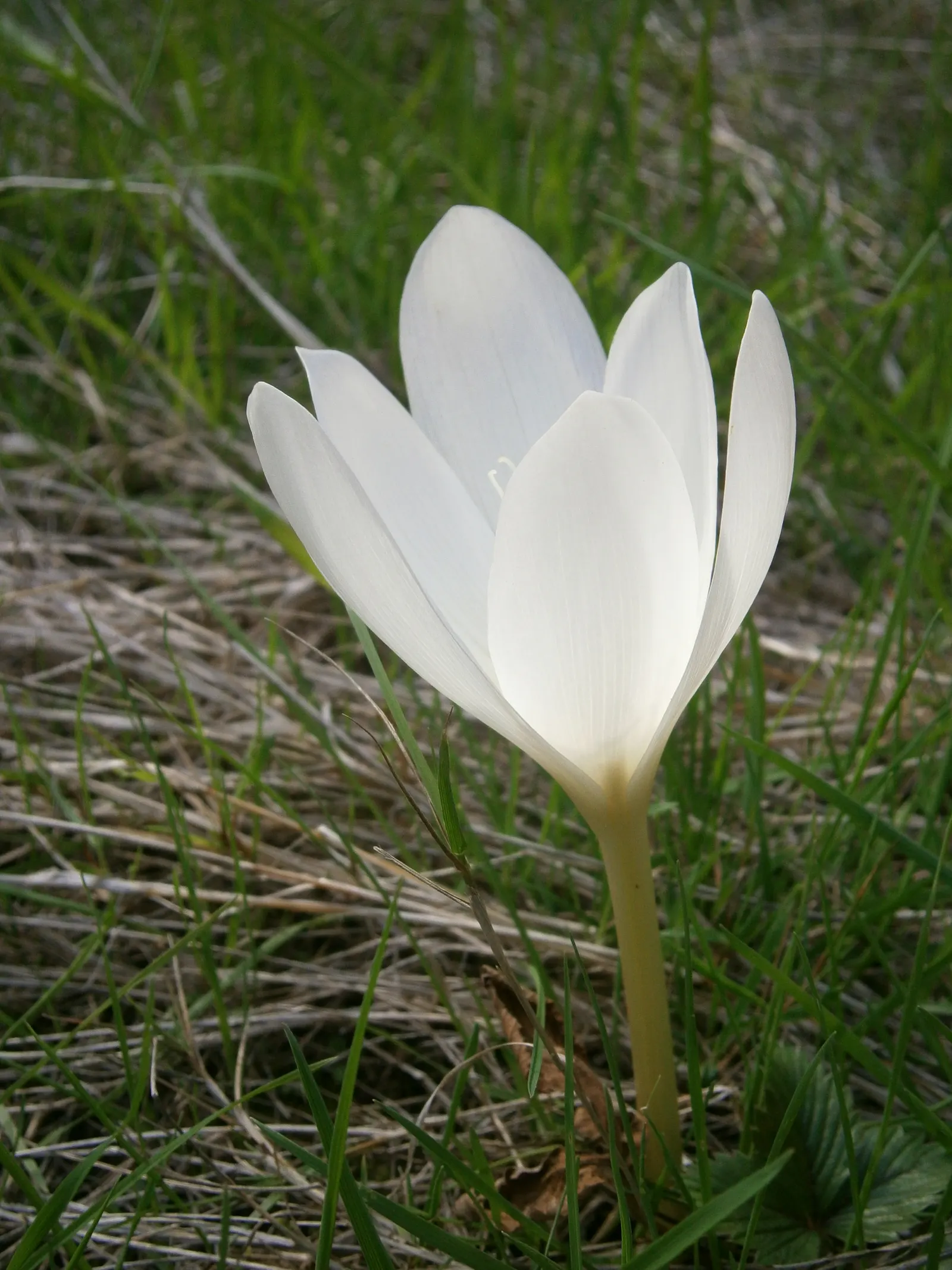 Meadow Saffron (Colchicum Speciosum) — so it should be sited away from children and pets.<br><br>To encourage a healthy display; meadow Saffron, image 142