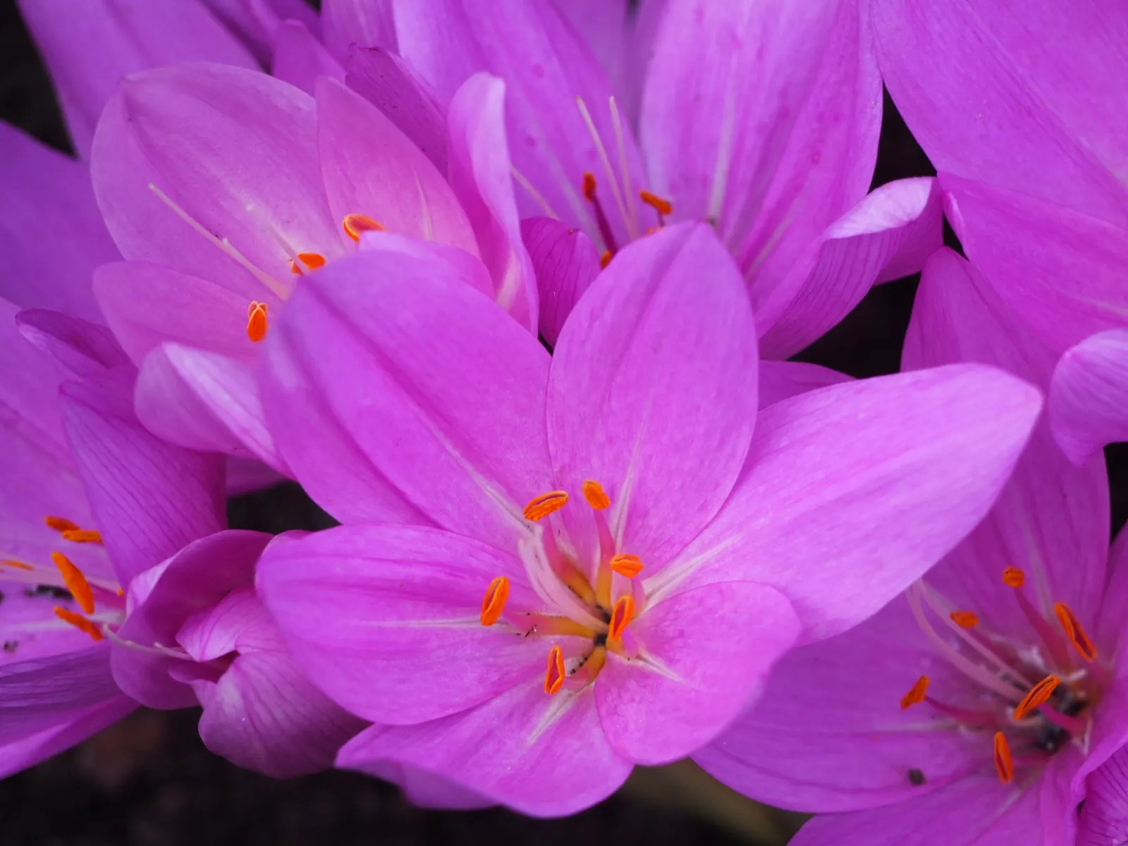 Meadow Saffron (Colchicum Speciosum) — Caution: all plant parts are toxic; goblet-shaped flowers up to 6 inches tall, image 65
