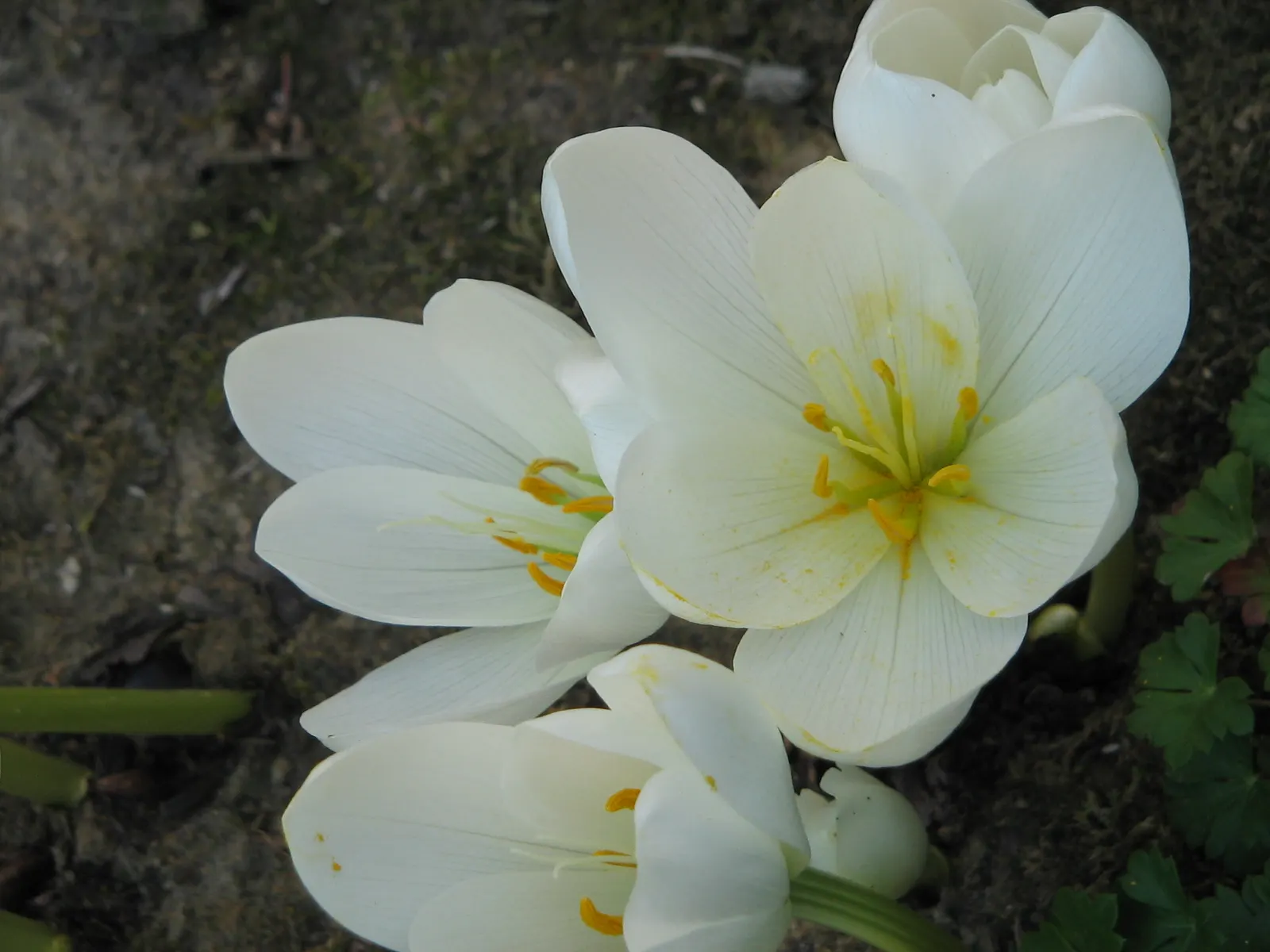 Meadow Saffron (Colchicum Speciosum) — When incorporating Meadow Saffron in a landscape design, consider planting in clusters for maximum impact, image 110