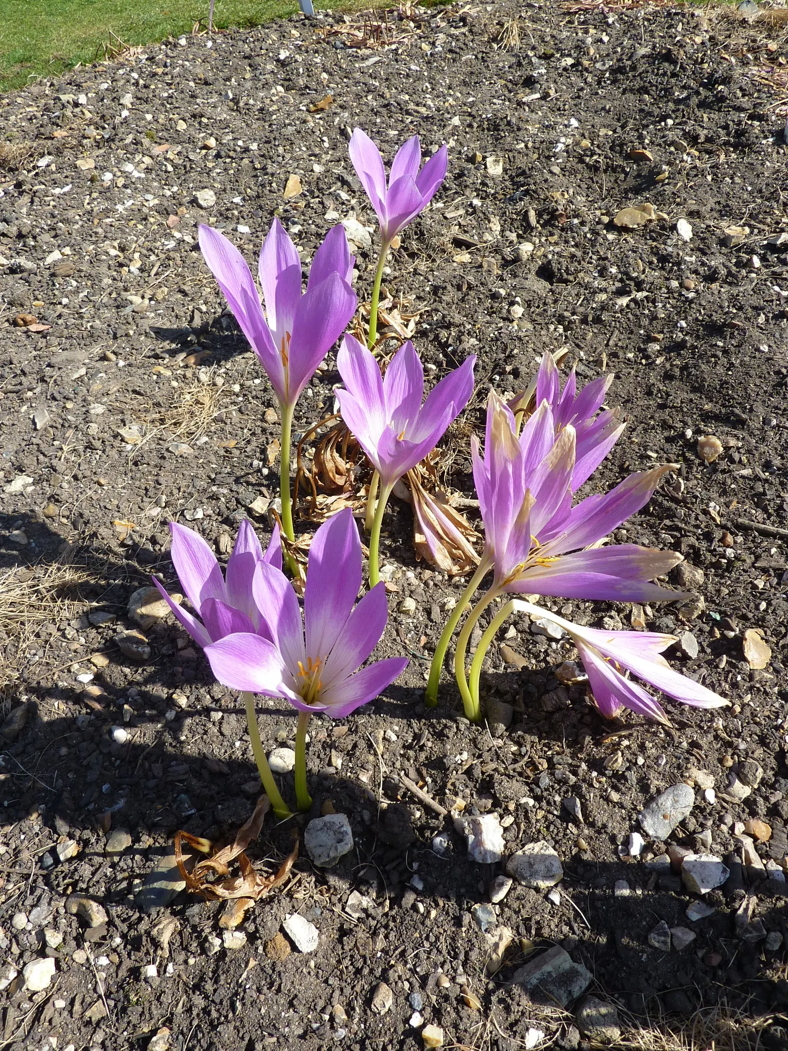 Meadow Saffron (Colchicum Speciosum) — goblet-shaped flowers up to 6 inches tall