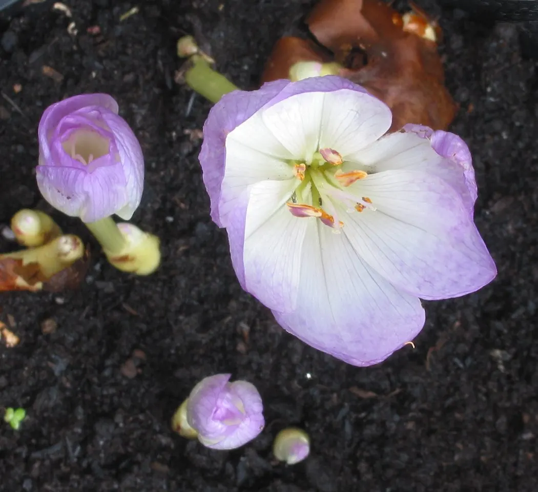 Meadow Saffron (Colchicum Speciosum) — presenting a bold statement in the fall garden