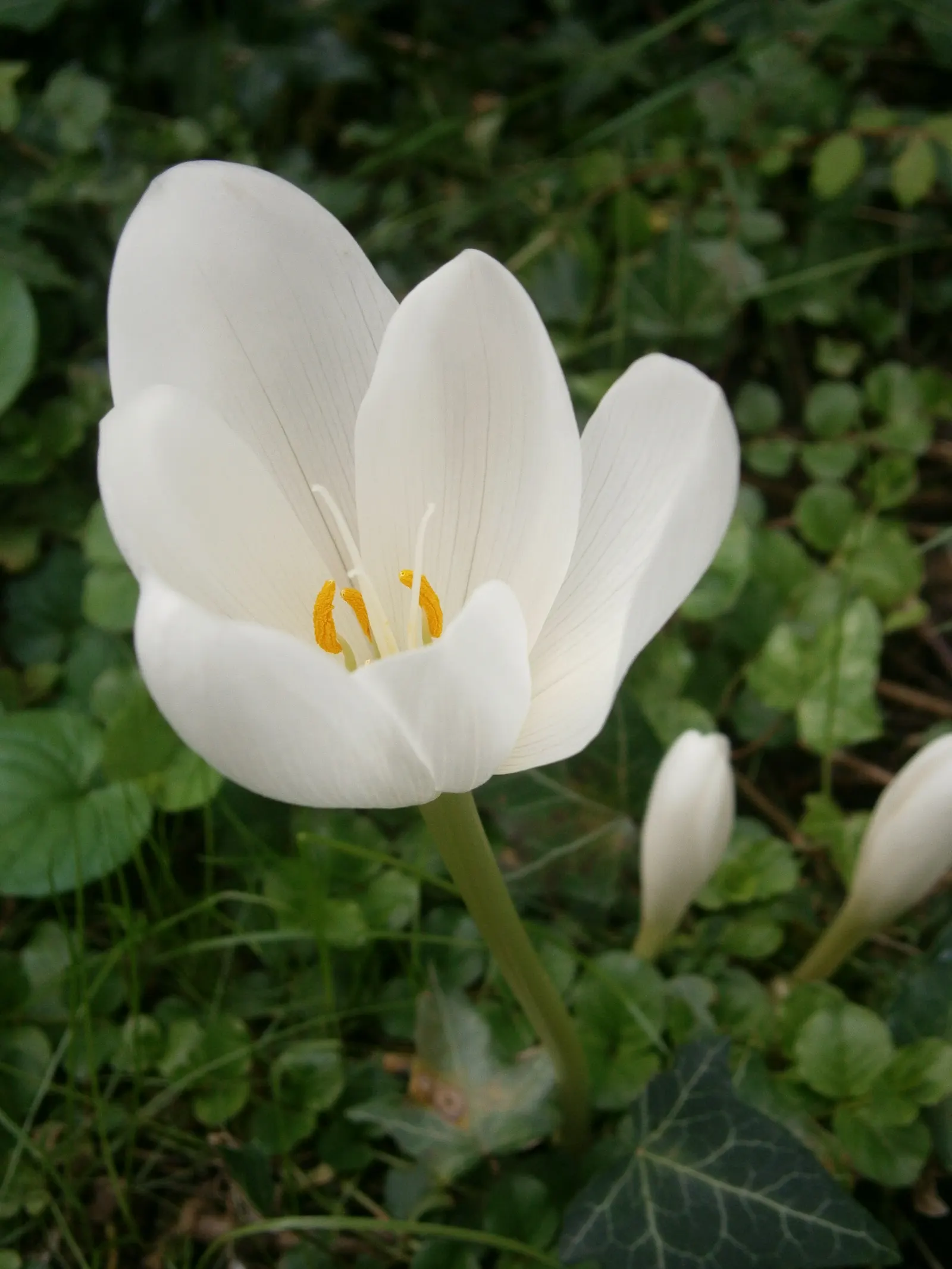 Meadow Saffron (Colchicum Speciosum) — fertile soil with a neutral to slightly alkaline pH; caution: all plant parts are toxic, image 134