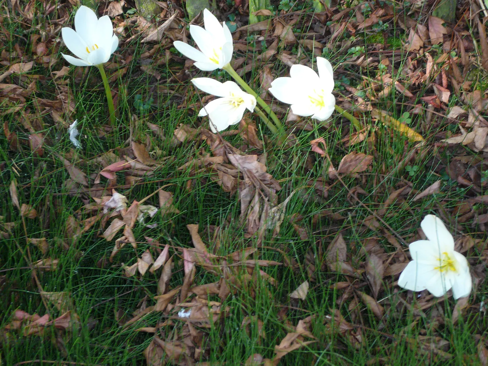 Meadow Saffron (Colchicum Speciosum) — Keep in mind that all parts of this plant are highly toxic if ingested