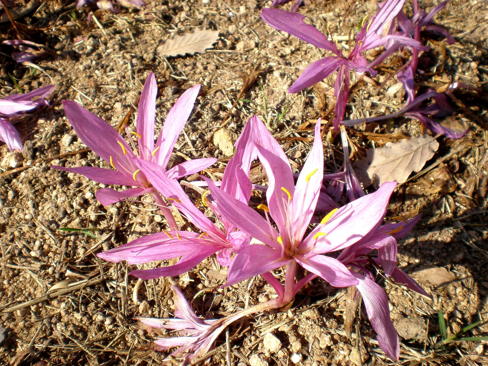 Meadow Saffron (Colchicum Speciosum) — when most other plants are fading; while its foliage appears in spring, image 109