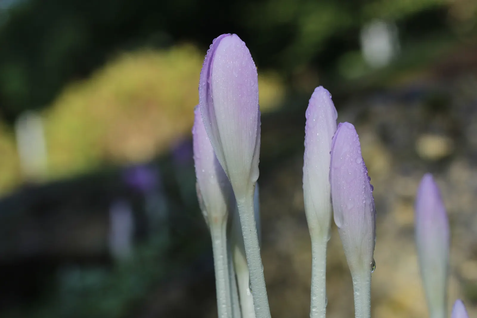 Meadow Saffron (Colchicum Speciosum) — It thrives in USDA hardiness zones 4 through 8 and performs best in full sun to partial shade