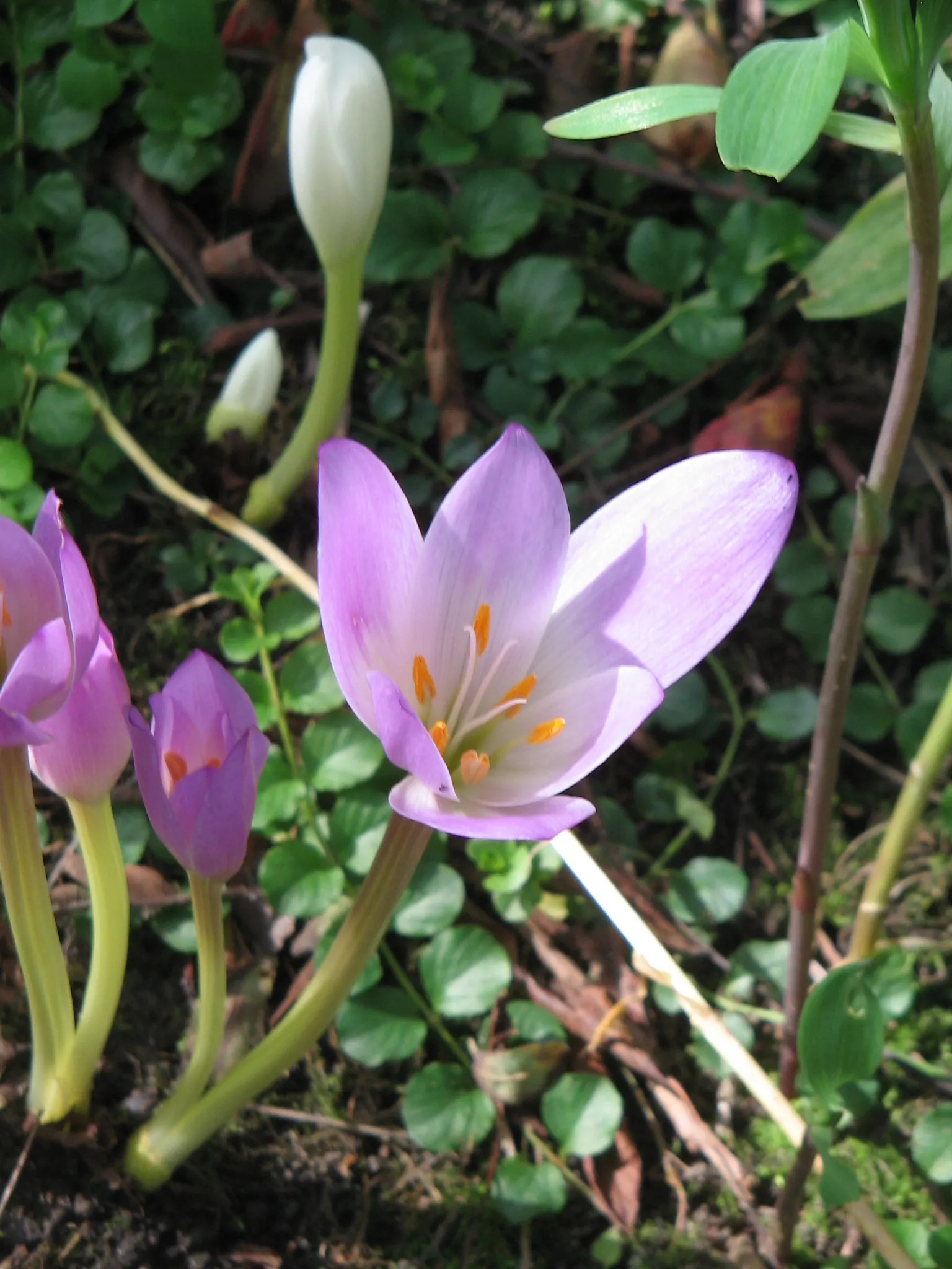 Meadow Saffron (Colchicum Speciosum) — so it should be sited away from children and pets.<br><br>To encourage a healthy display