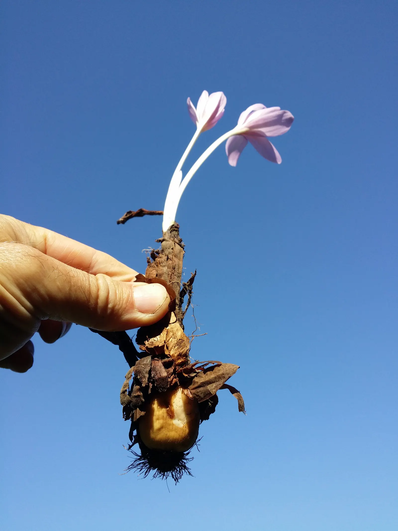Meadow Saffron (Colchicum Speciosum) — appearing before its strappy green leaves in spring; presenting a bold statement in the fall garden, image 63