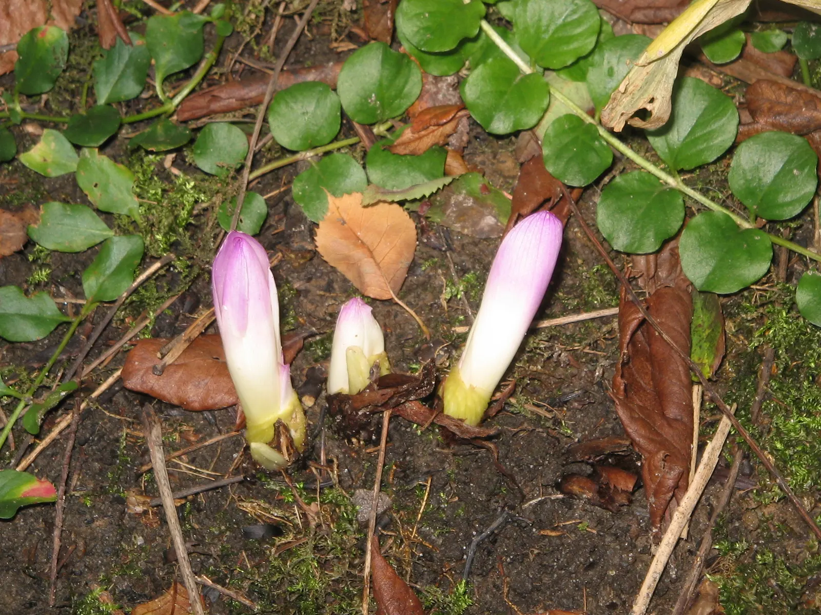 Meadow Saffron (Colchicum Speciosum) — purple flowers in the garden; the Meadow Saffron appreciates well-drained, image 118