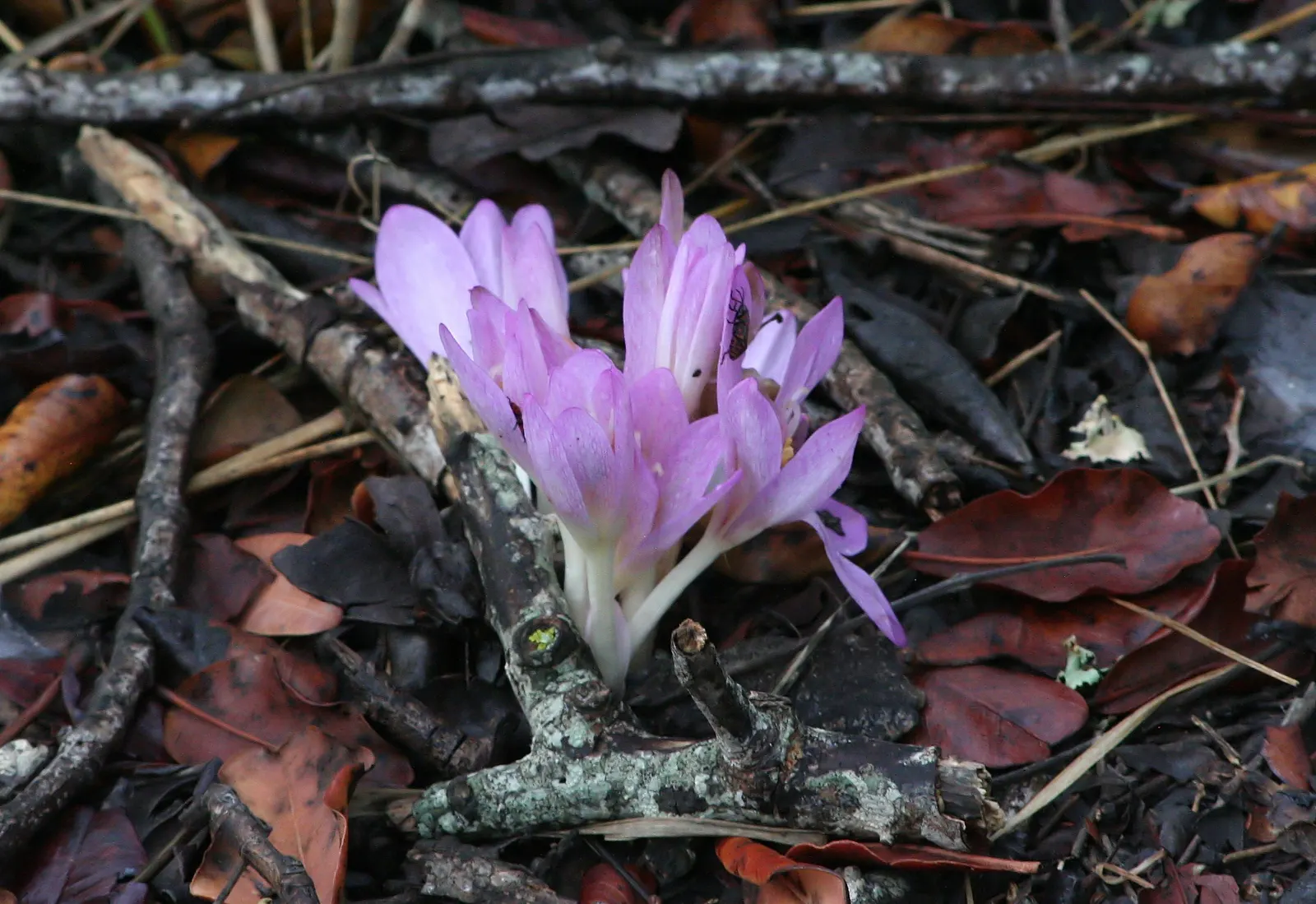 Meadow Saffron (Colchicum Speciosum) — especially during dry spells; it thrives in USDA hardiness zones 4 through 8 and performs best in full sun, image 144