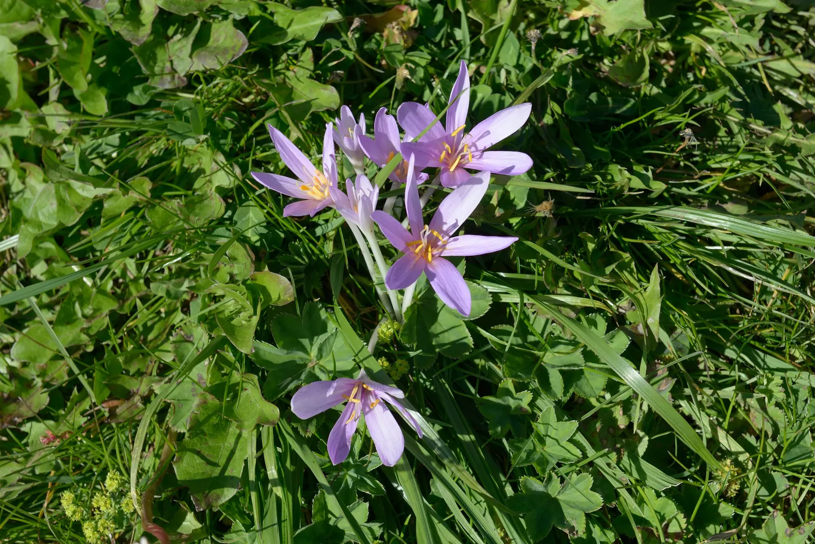 Meadow Saffron (Colchicum Speciosum) — It thrives in USDA hardiness zones 4 through 8 and performs best in full sun to partial shade; with a spread, image 75