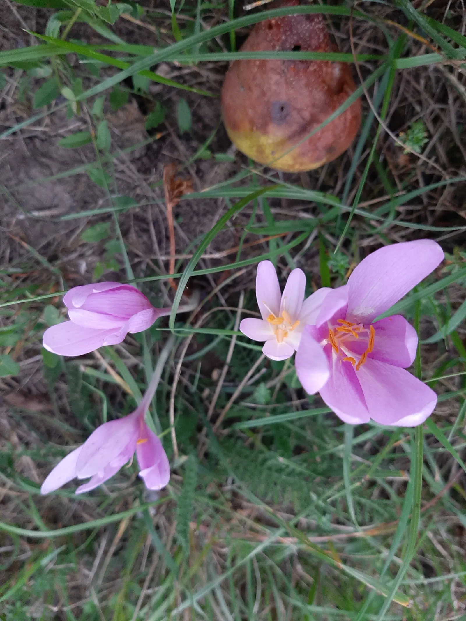 Meadow Saffron (Colchicum Speciosum) — Keep in mind that all parts of this plant are highly toxic if ingested; especially during dry spells, image 141