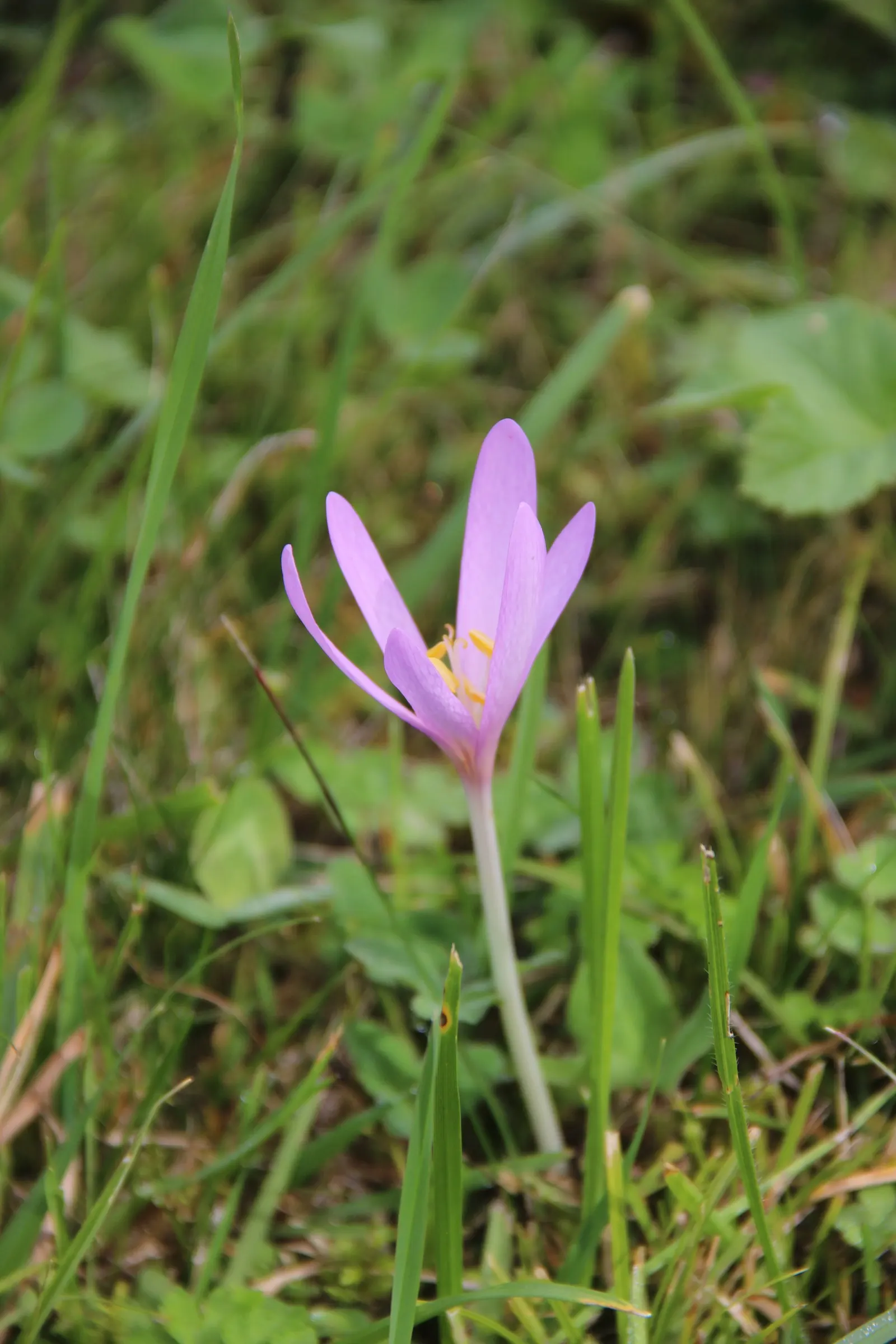 Meadow Saffron (Colchicum Speciosum) — bulb with purple blooms; when incorporating Meadow Saffron in a landscape design, consider planting in, image 119