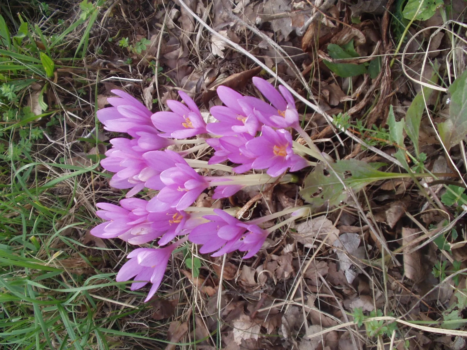 Meadow Saffron (Colchicum Speciosum) — especially during dry spells