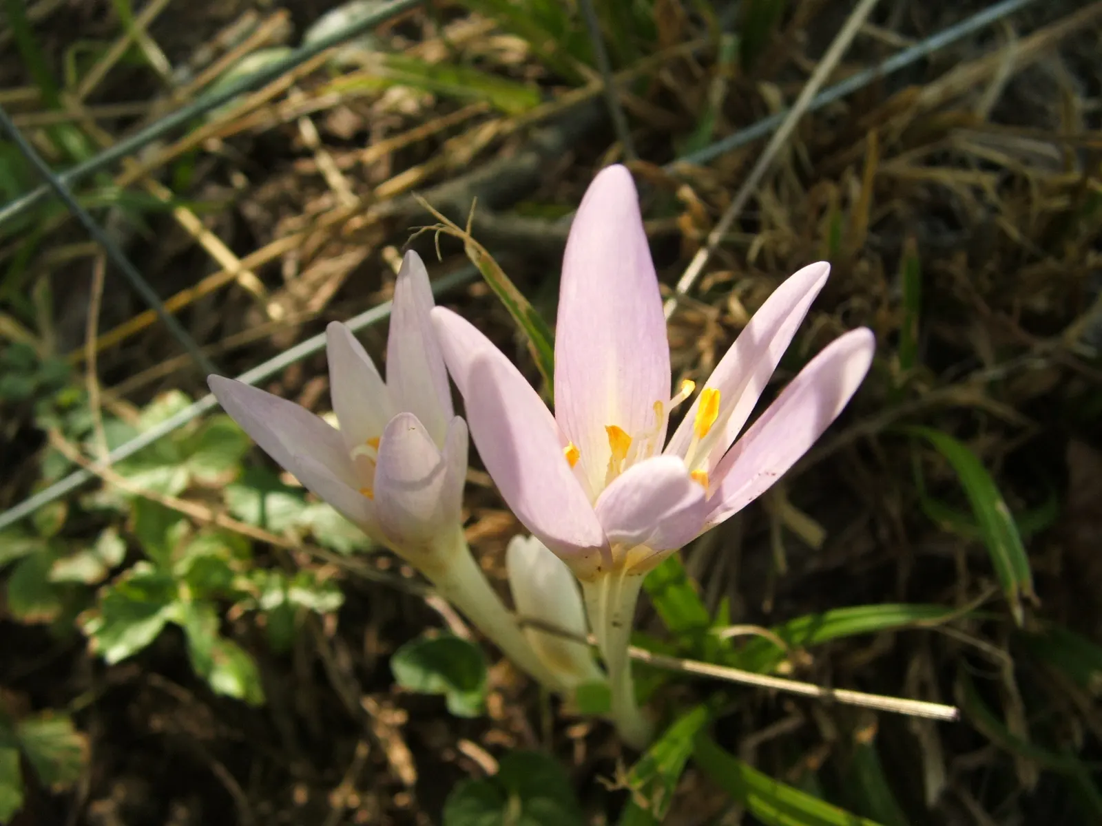 Meadow Saffron (Colchicum Speciosum) — bulb for full or half; offering a delightful surprise when much of the landscape is preparing for the quiet of winter