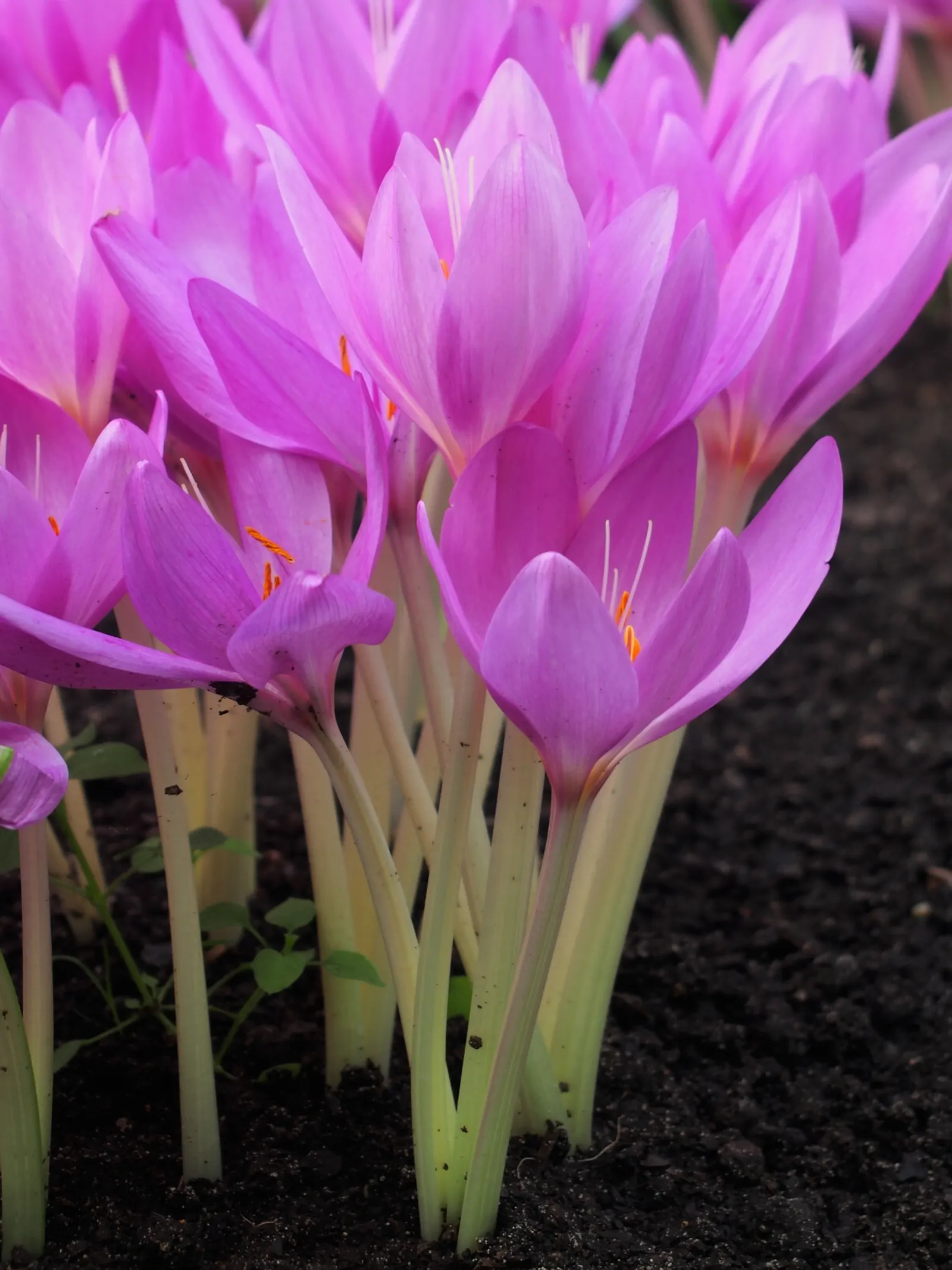 Meadow Saffron (Colchicum Speciosum) — this captivating plant is commonly known for its crocus-like flowers that emerge in fall; bulb for full or half