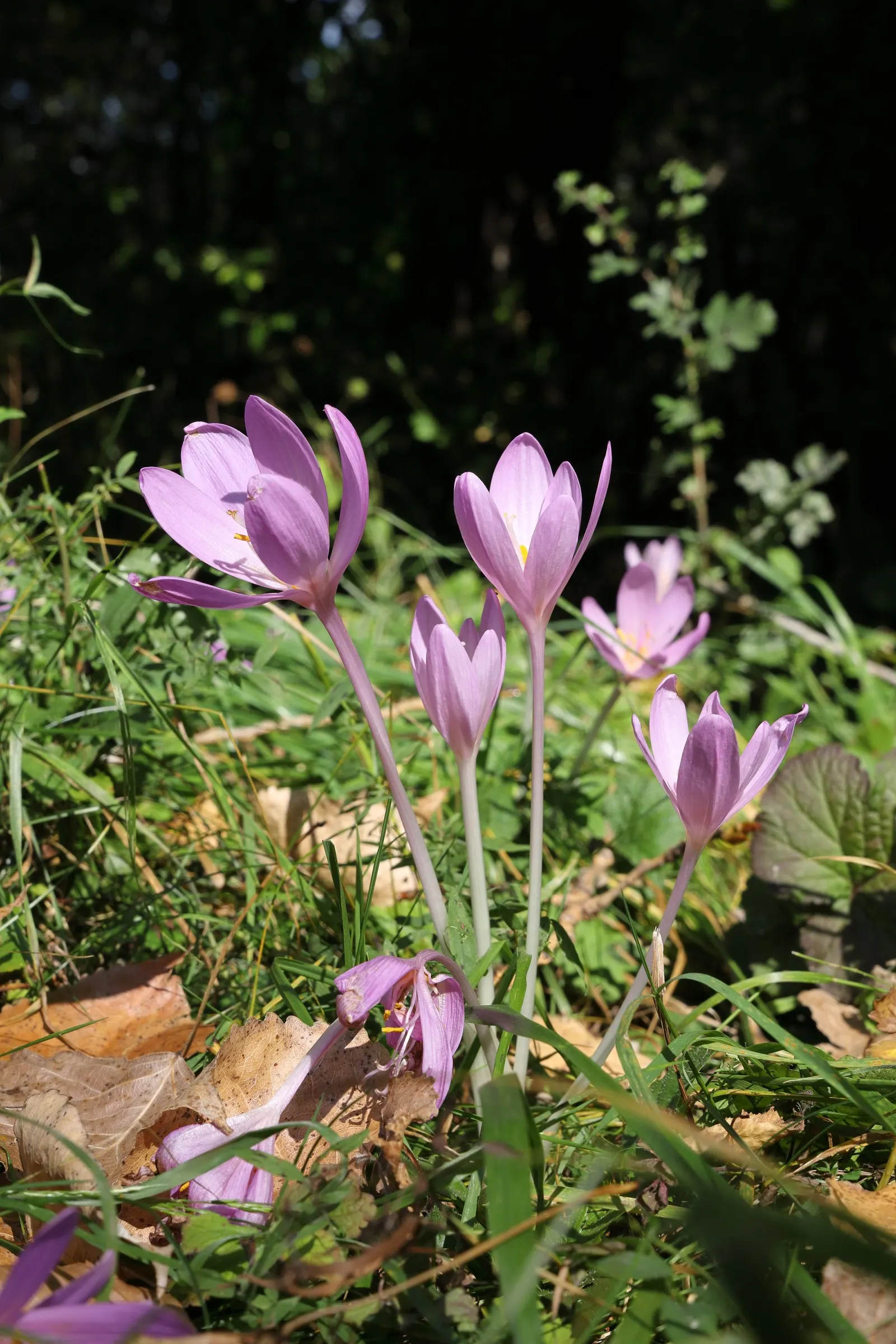 Meadow Saffron (Colchicum Speciosum) — this captivating plant is commonly known for its crocus-like flowers that emerge in fall; bulb for full or, image 99