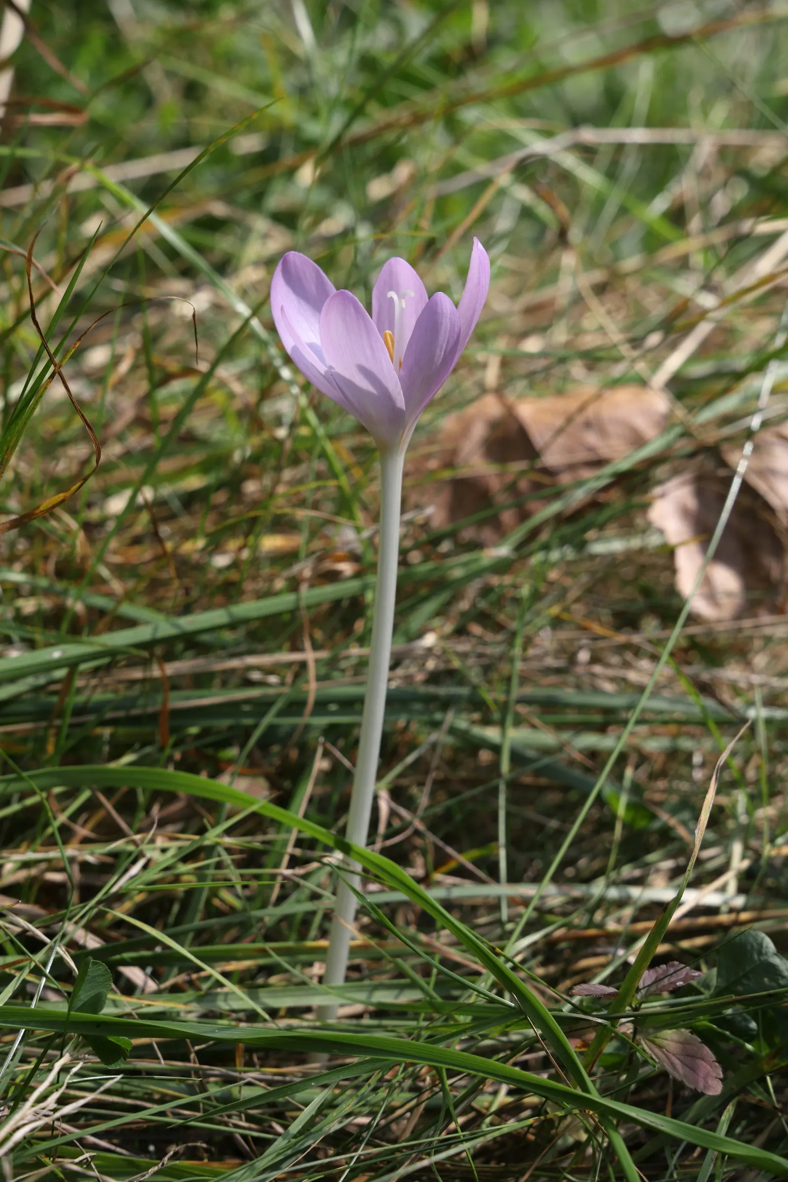 Meadow Saffron (Colchicum Speciosum) — when most other plants are fading; while its foliage appears in spring, image 79