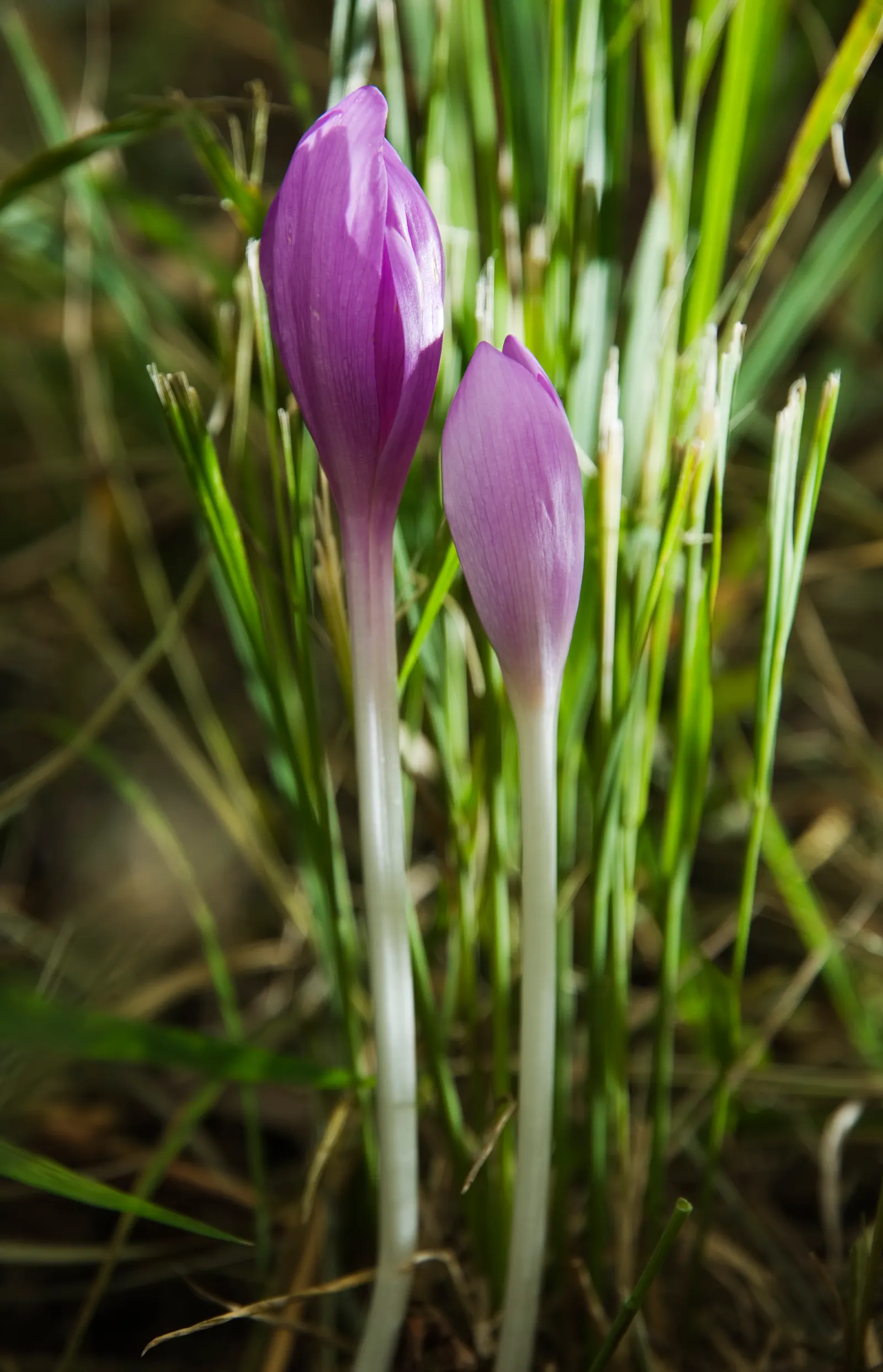 Meadow Saffron (Colchicum Speciosum) — presenting a bold statement in the fall garden; appearing before its strappy green leaves in spring, image 78