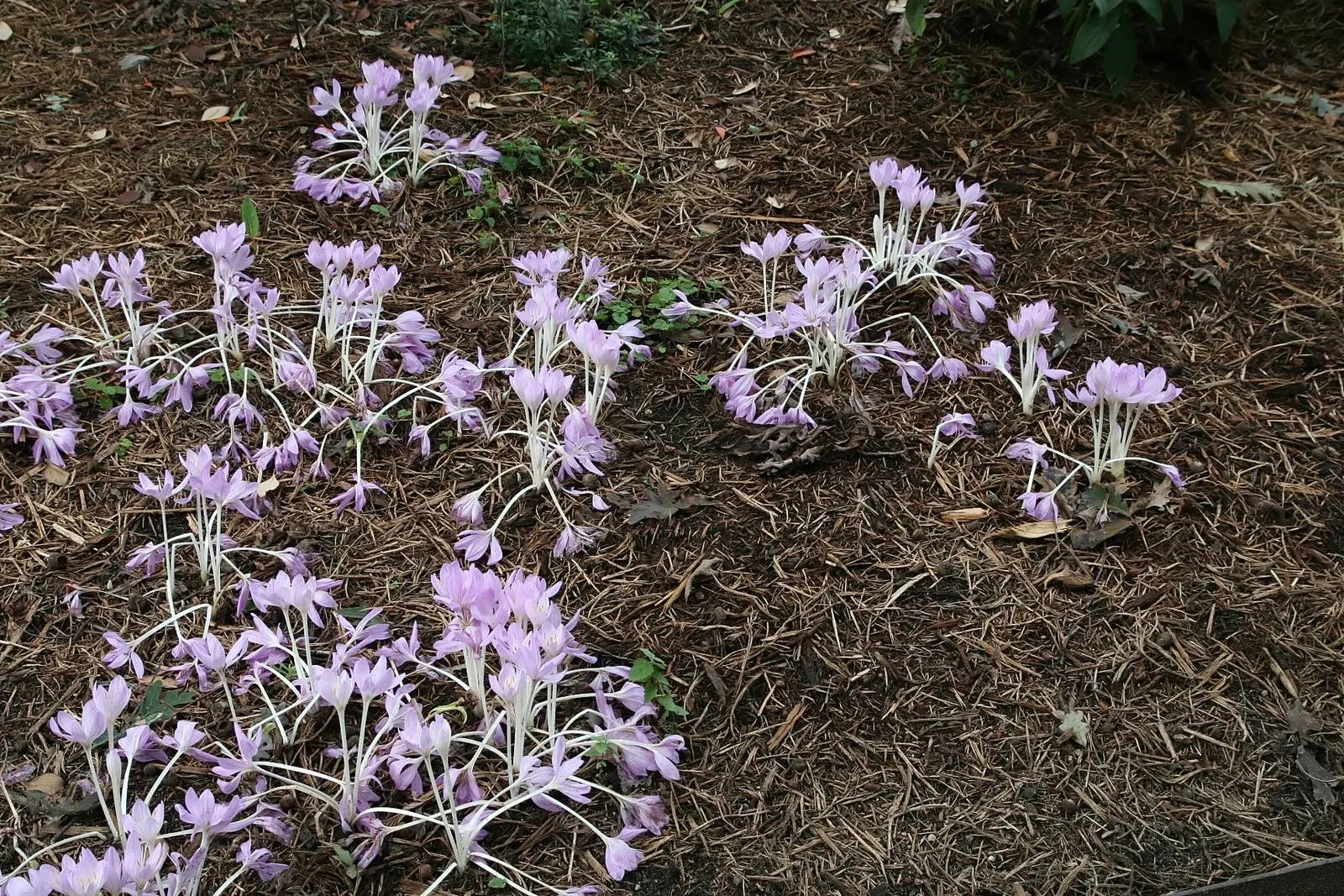 Meadow Saffron (Colchicum Speciosum) — with a spread of roughly 3 to 6 inches; keep in mind that all parts of this plant are highly toxic if, image 132