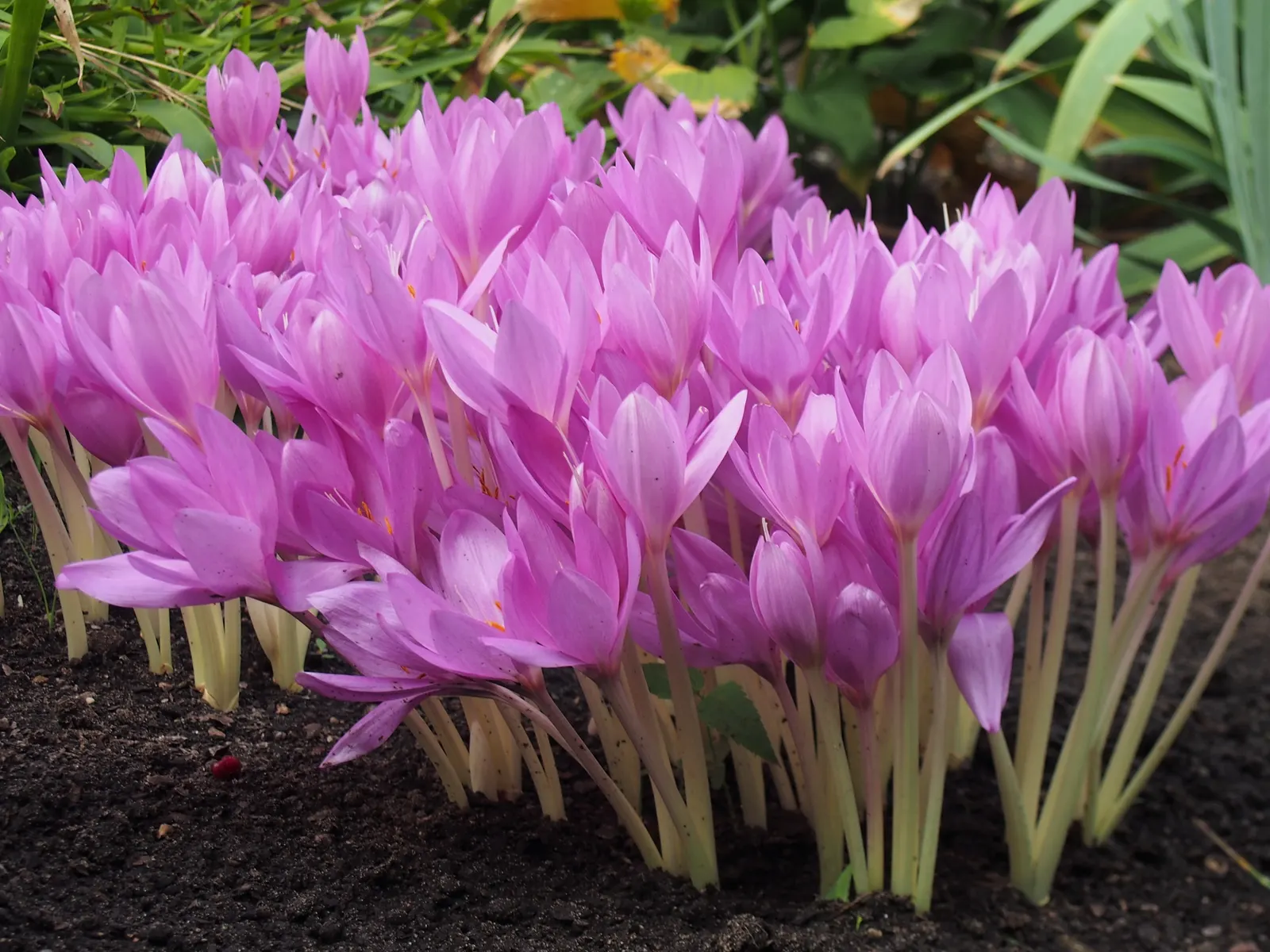 Meadow Saffron (Colchicum Speciosum) — A member of the Colchicaceae family; ensure adequate moisture during the growing season, image 68
