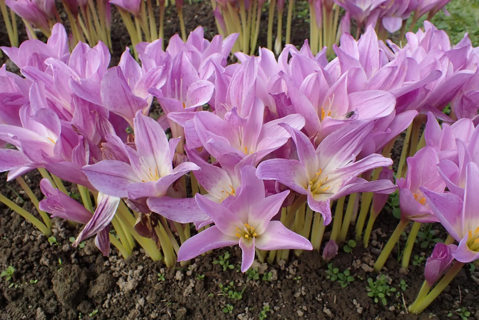 Meadow Saffron (Colchicum Speciosum) — when most other plants are fading